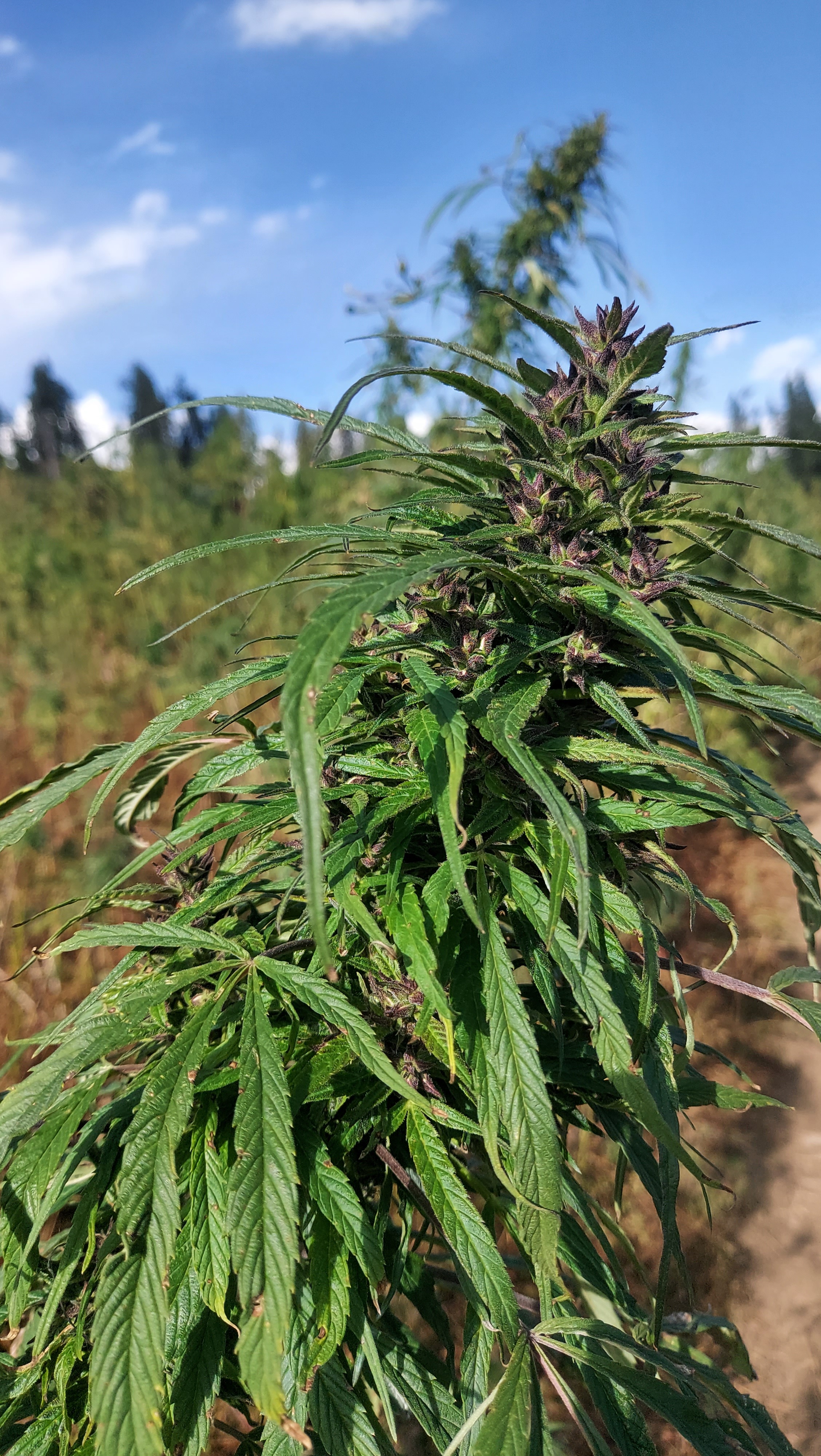 Wailing Valley General Population 2022