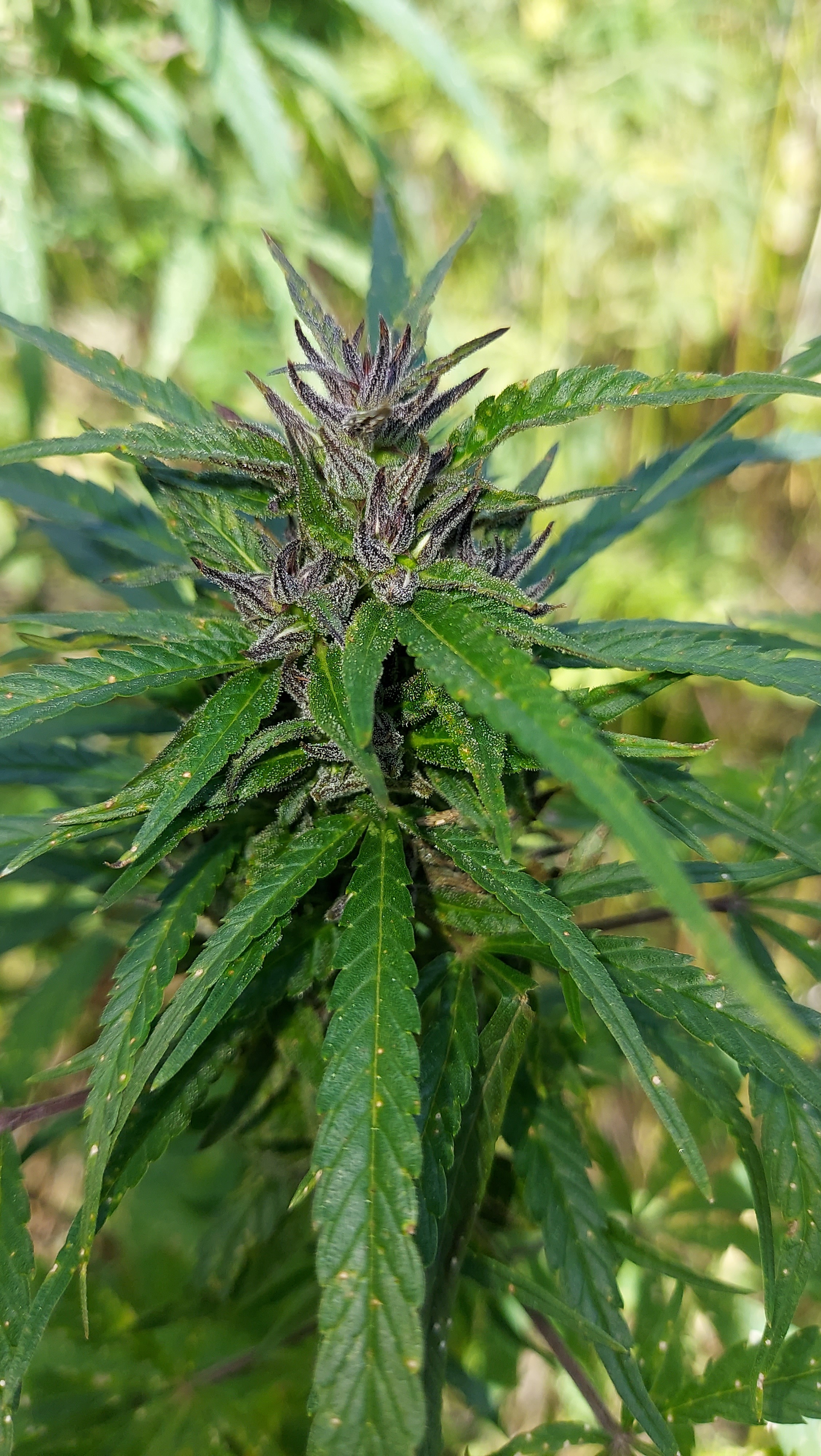 Nirang Valley General Population 2022