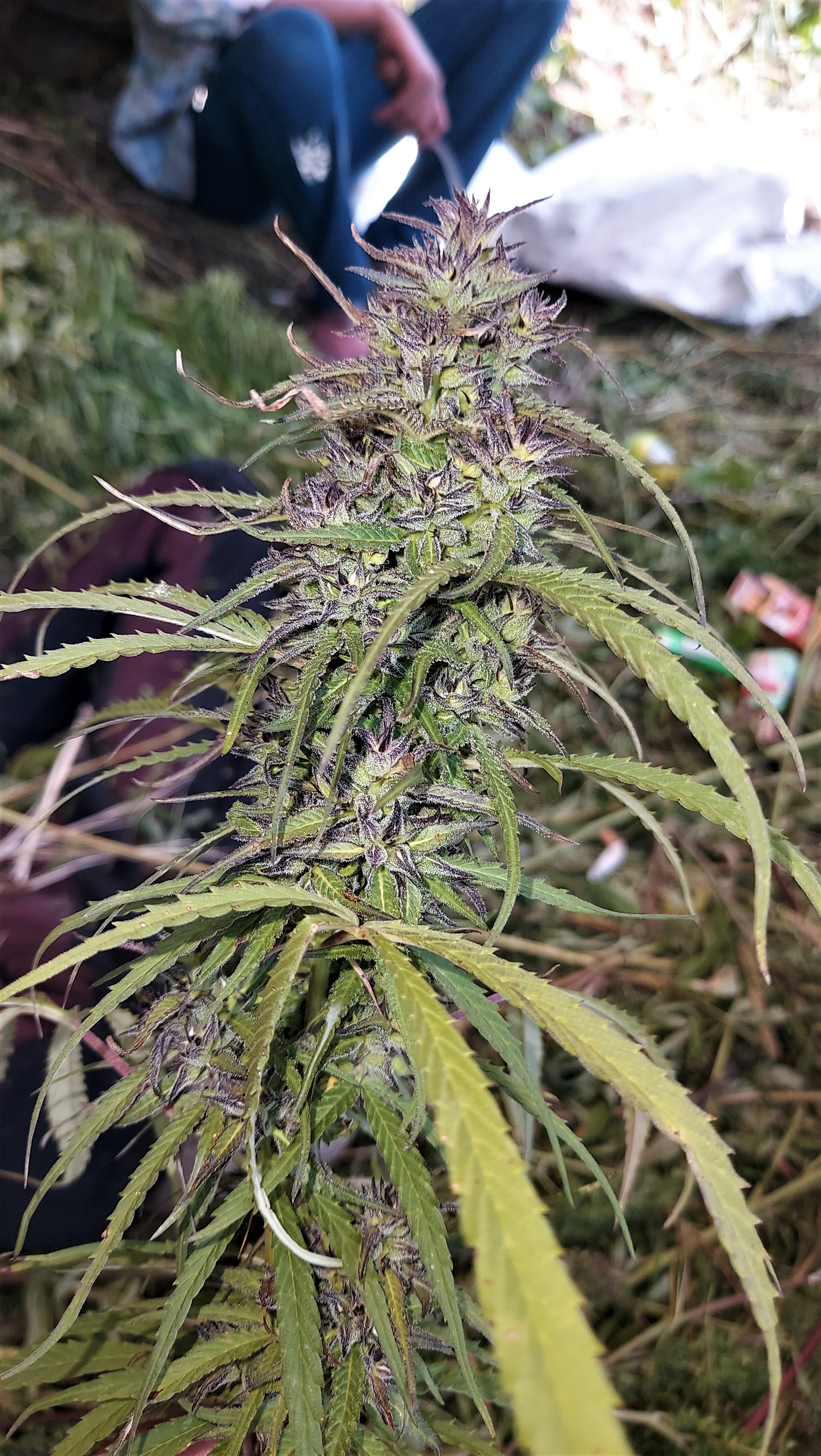 Nirang Valley General Population 2022