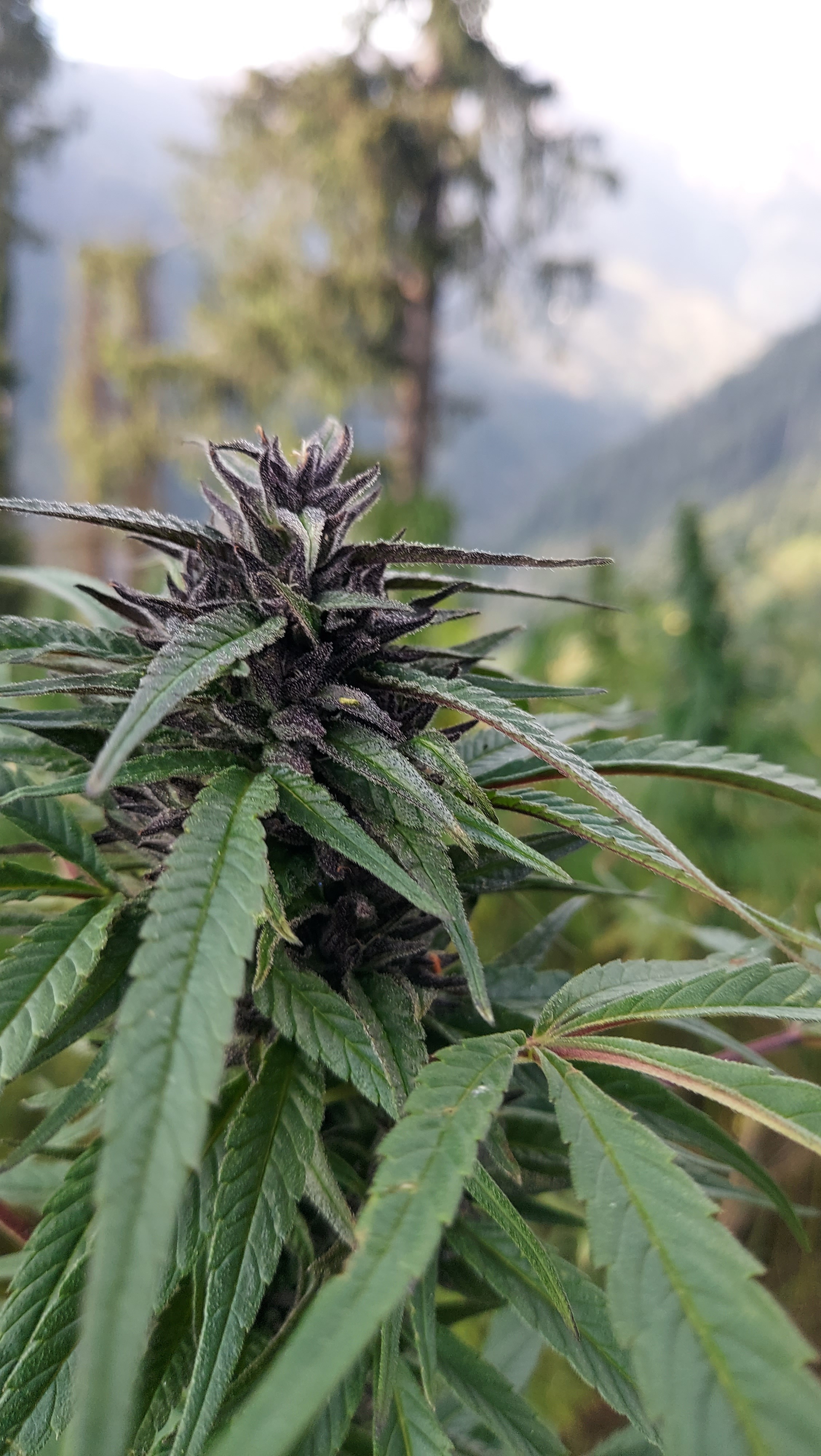 Nirang Valley General Population 2022