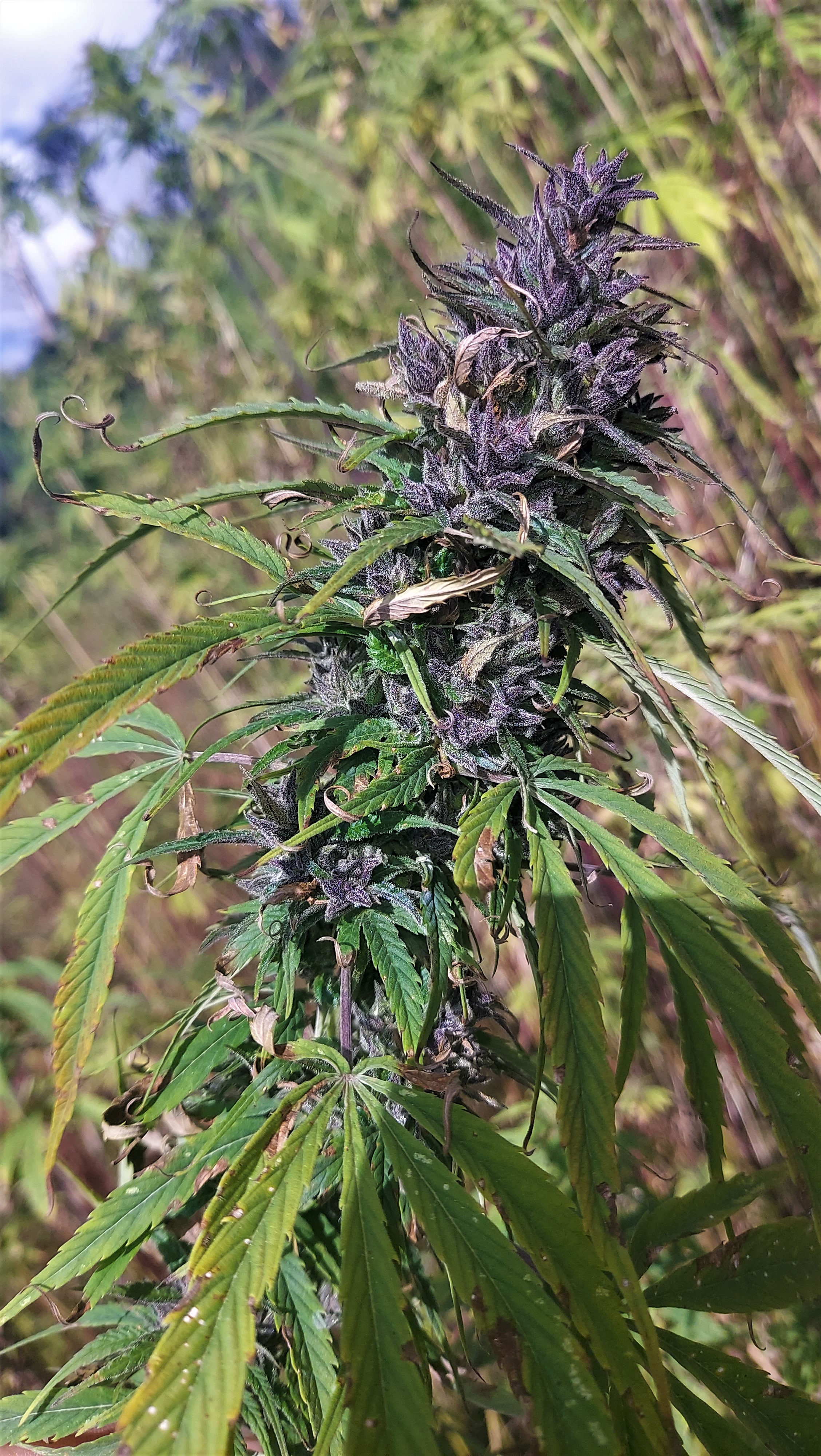 Nirang Valley General Population 2022