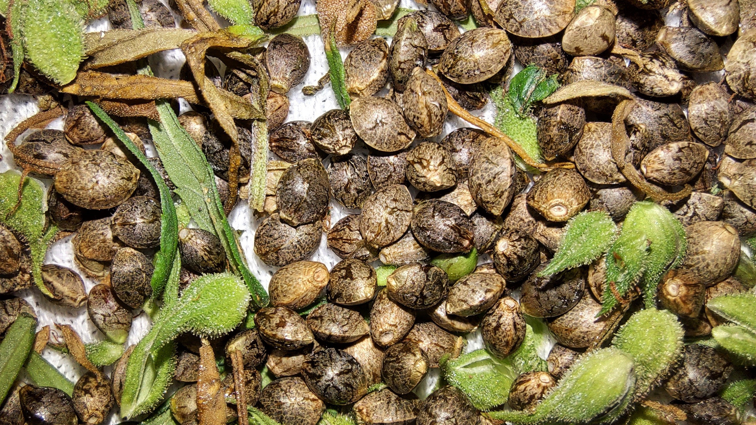 Orissa Koraput Purple 2022