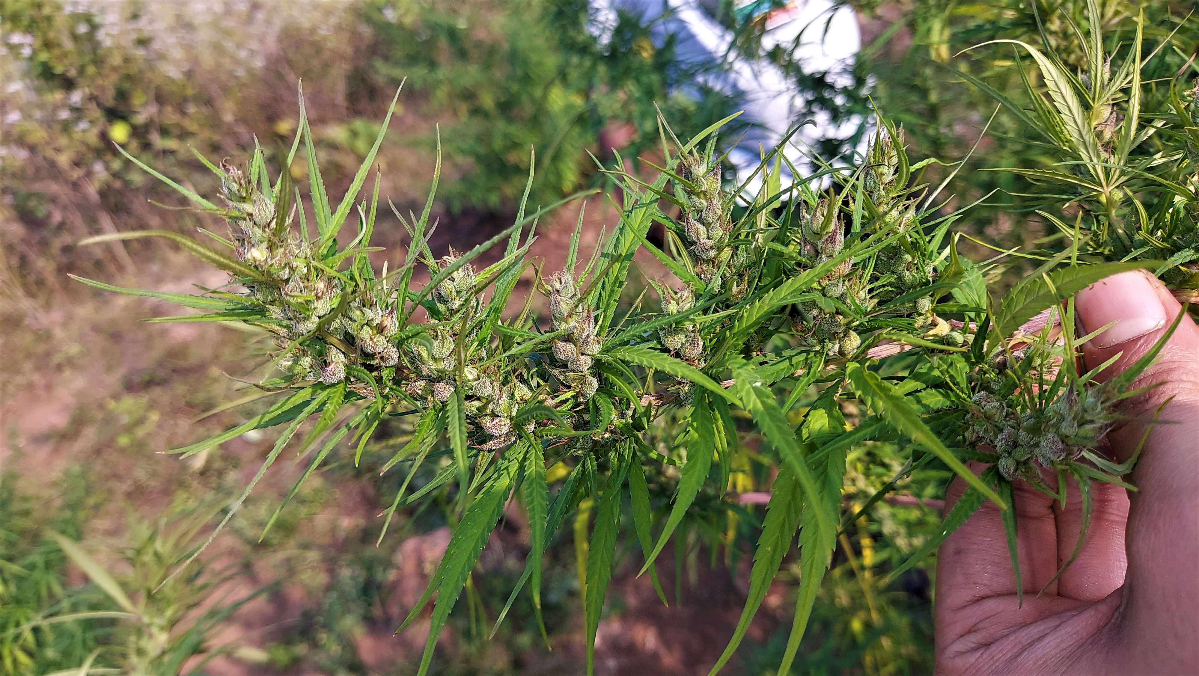 Orissa Koraput Purple 2022