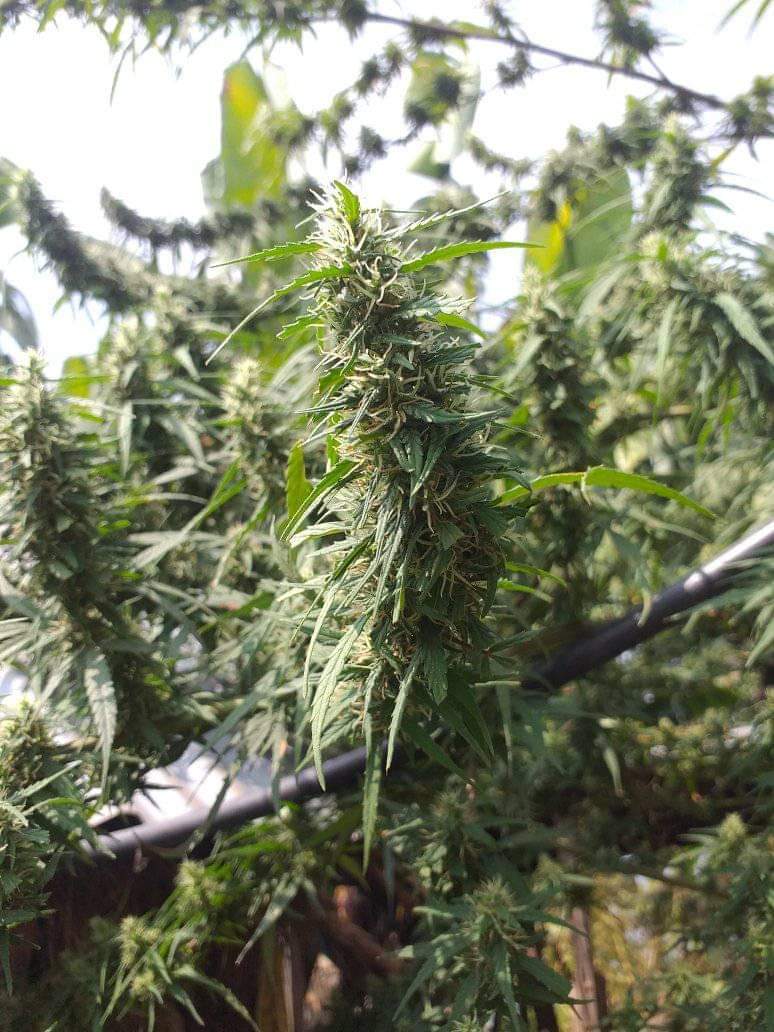 Champawat Kumaon 2022