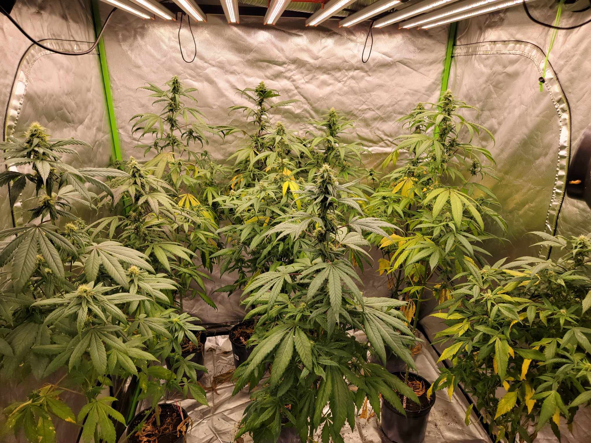 Hopar Valley 2021 Selection 2