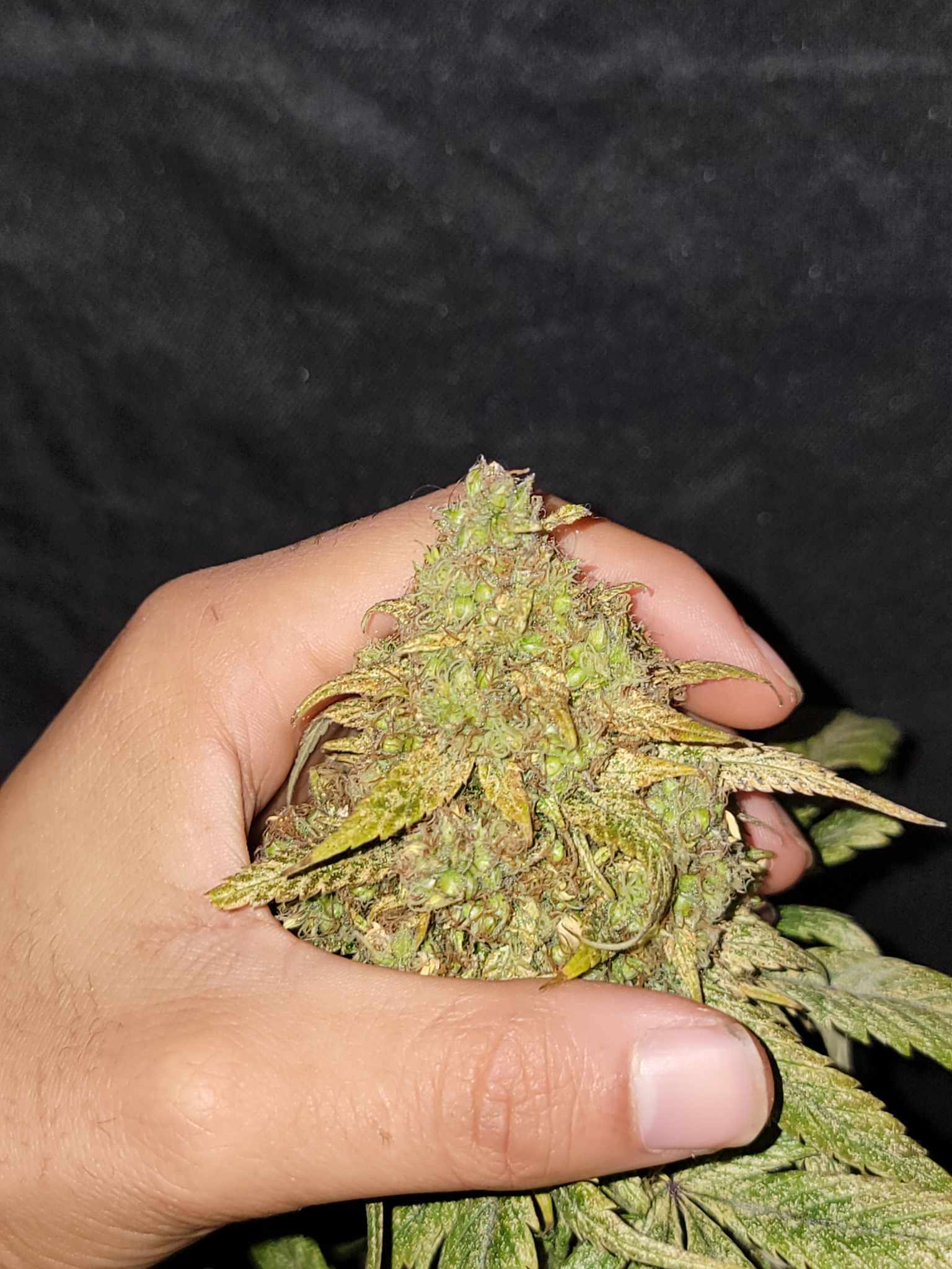 Hopar Valley 2021 Selection 2