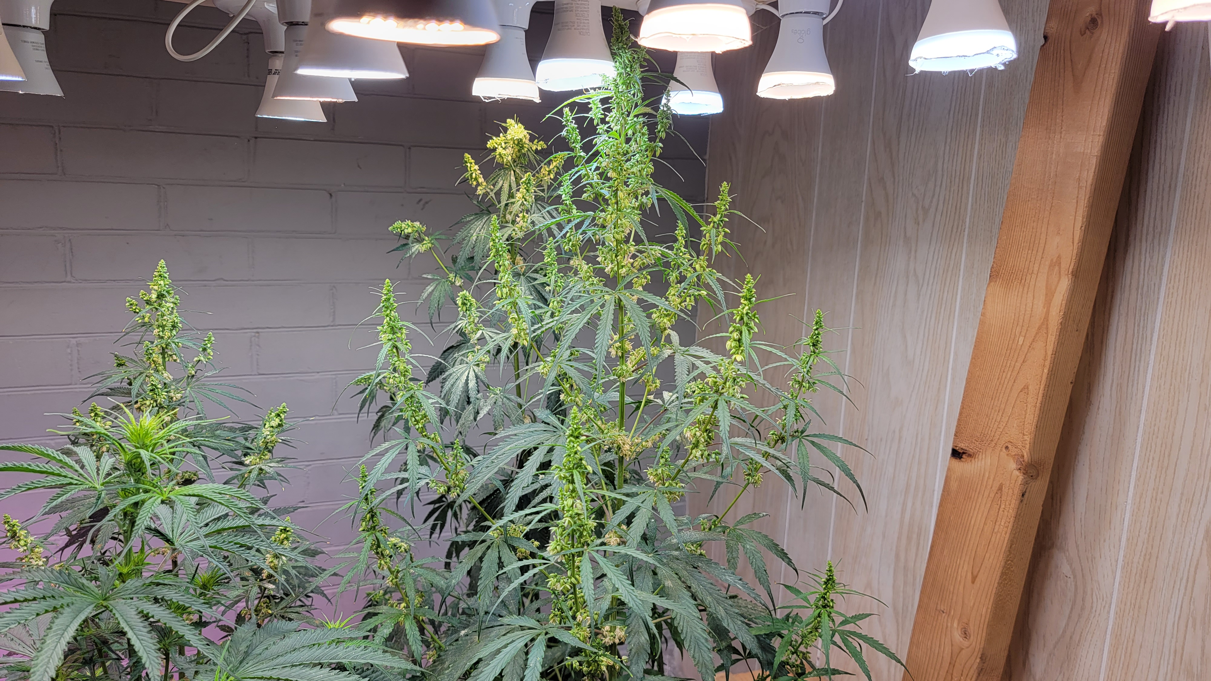 Sudanese African Landrace