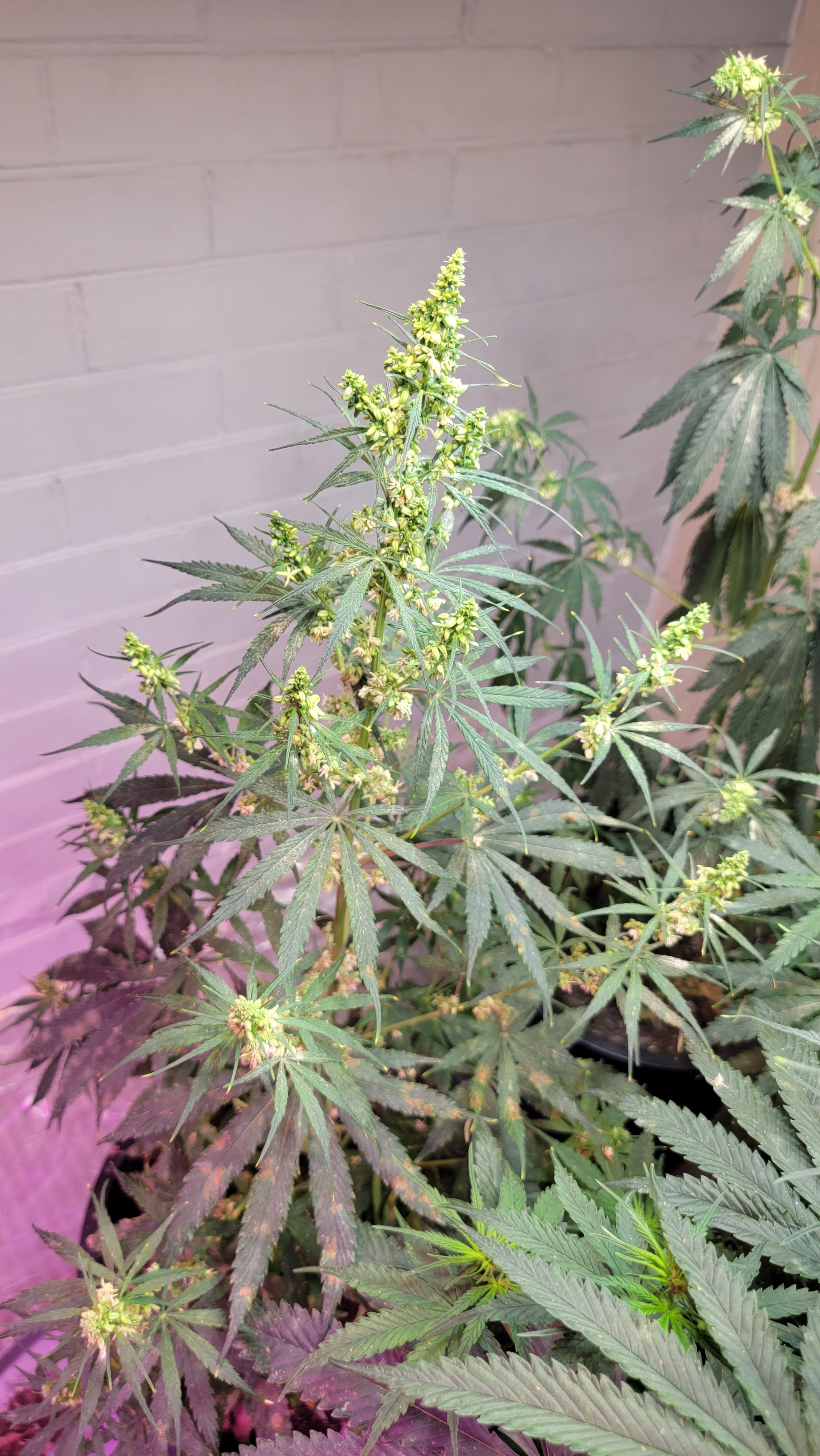 Sudanese African Landrace