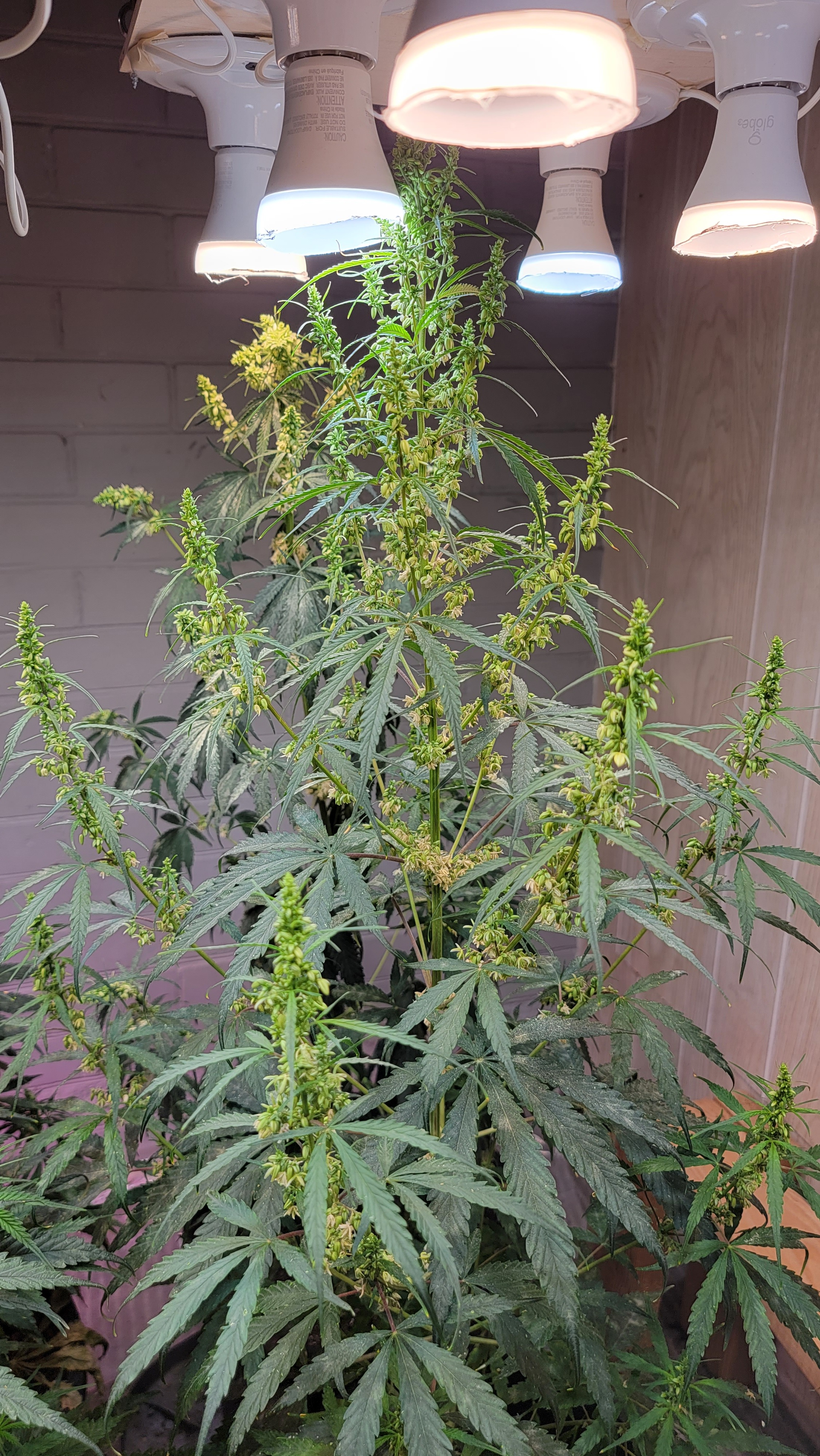 Sudanese African Landrace