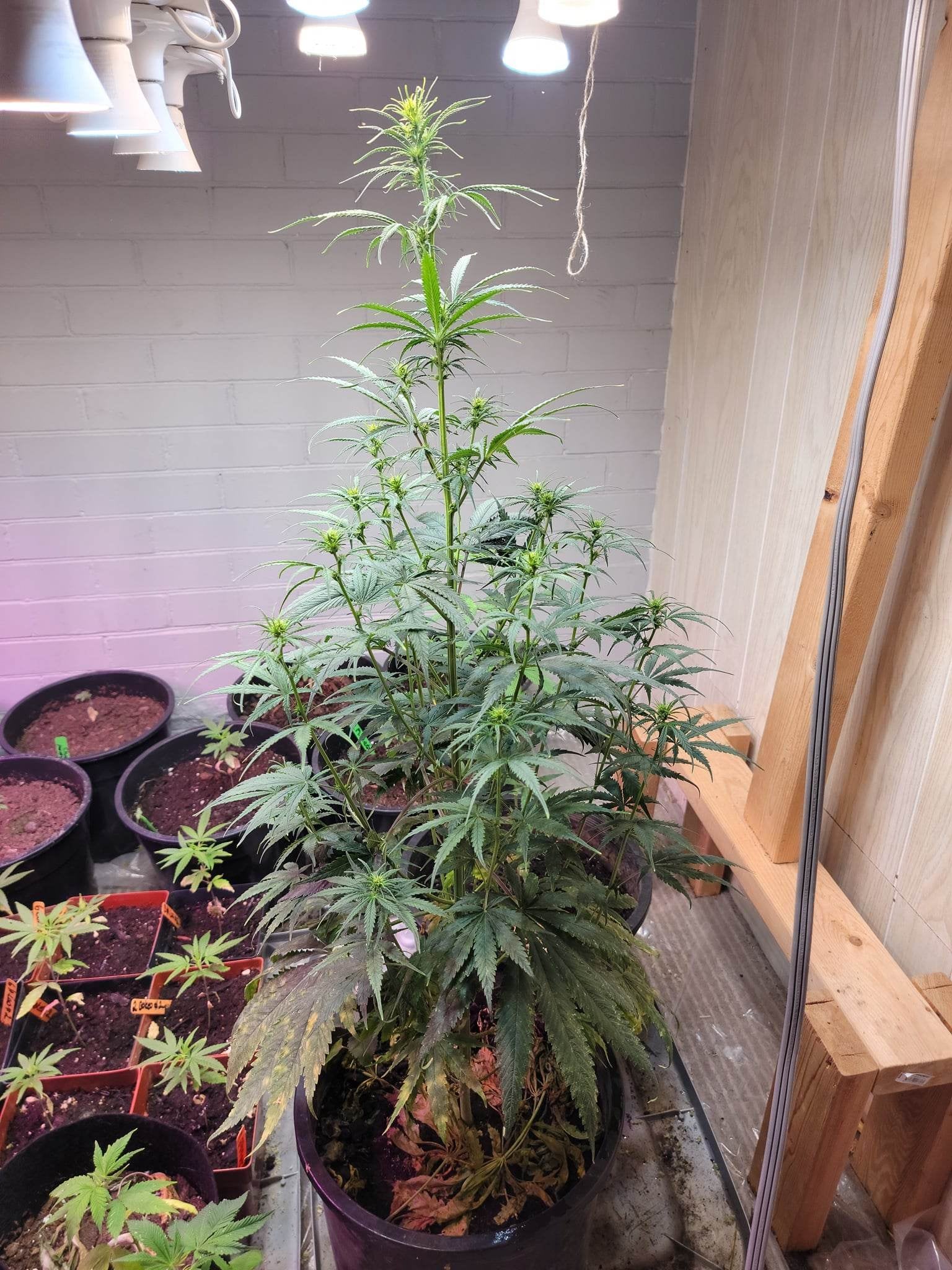 Sudanese African Landrace