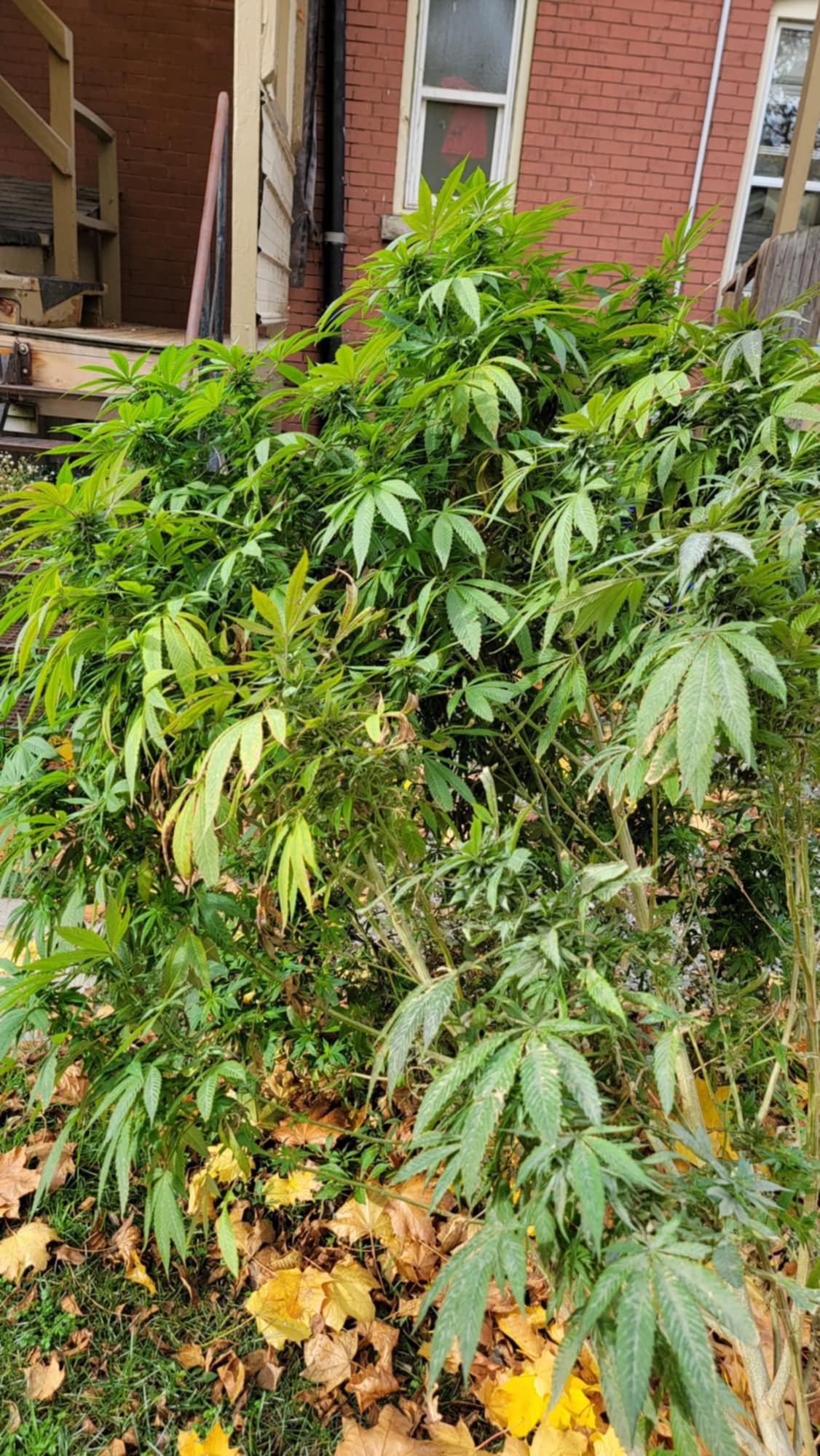 TAP22 Selection 1 F1