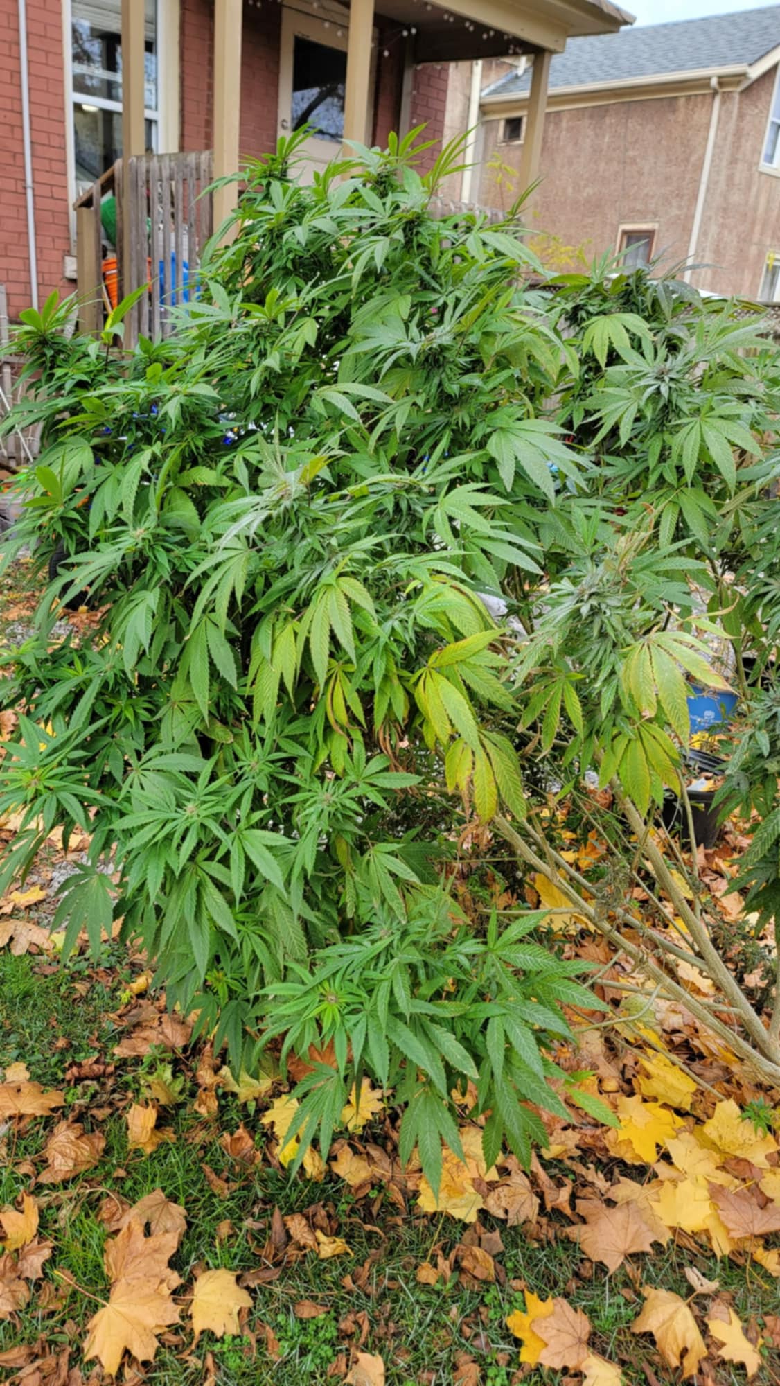 TAP22 Selection 1 F1