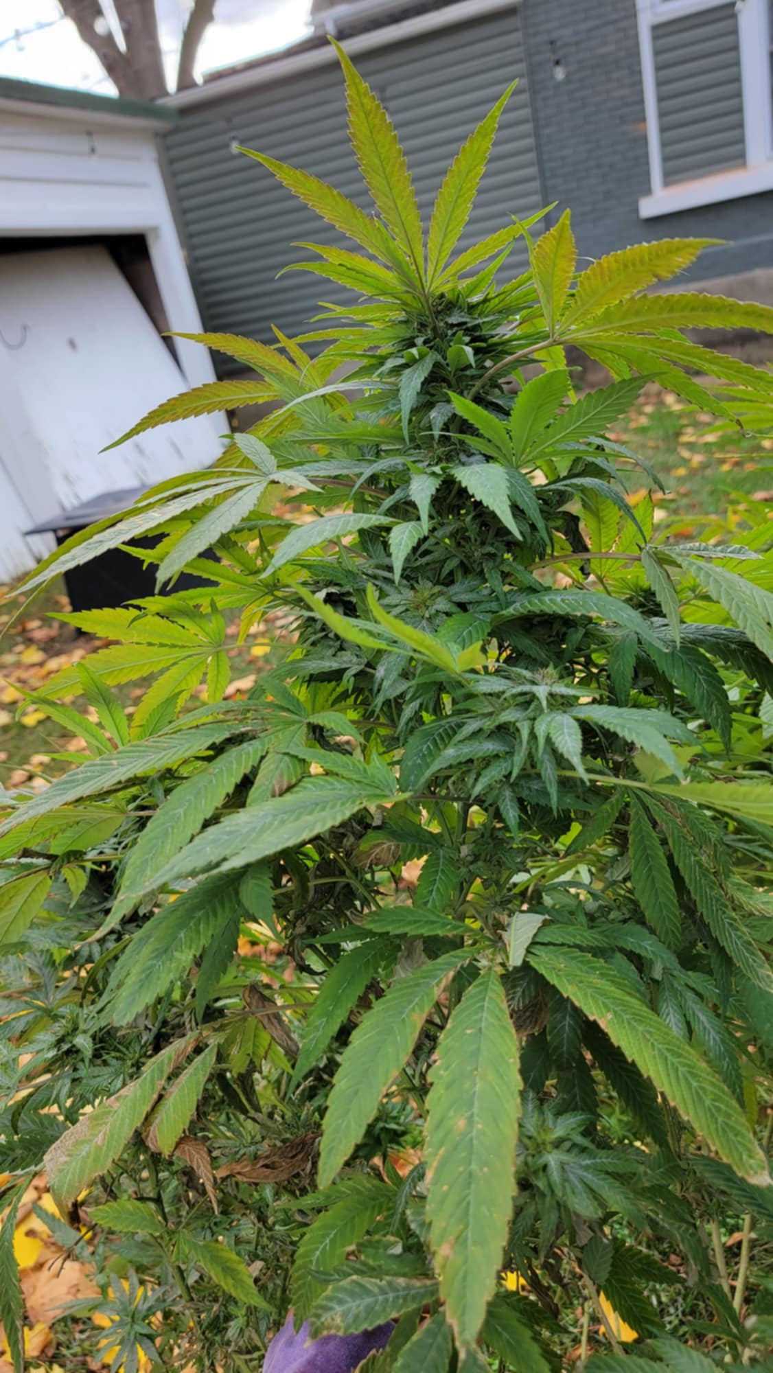 TAP22 Selection 1 F1