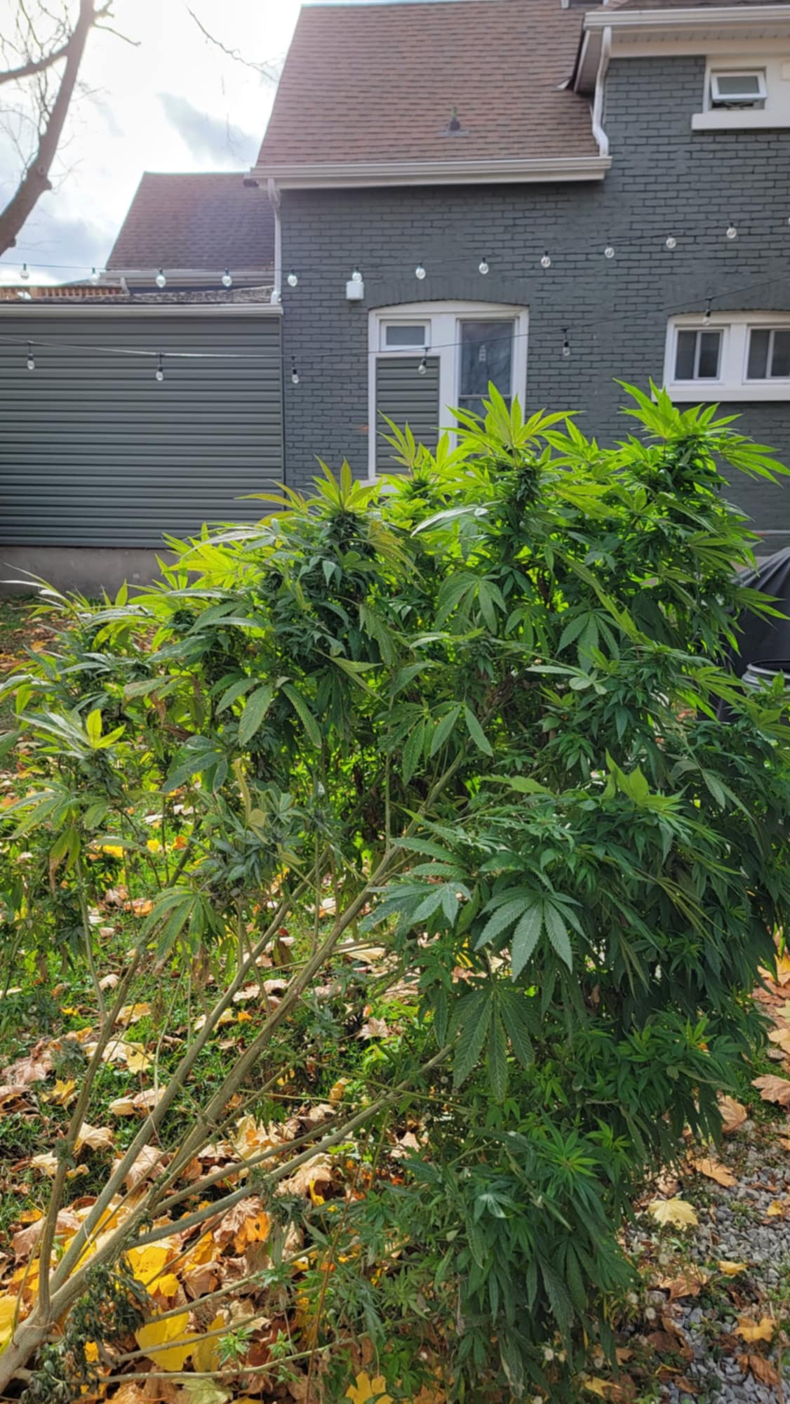 TAP22 Selection 1 F1