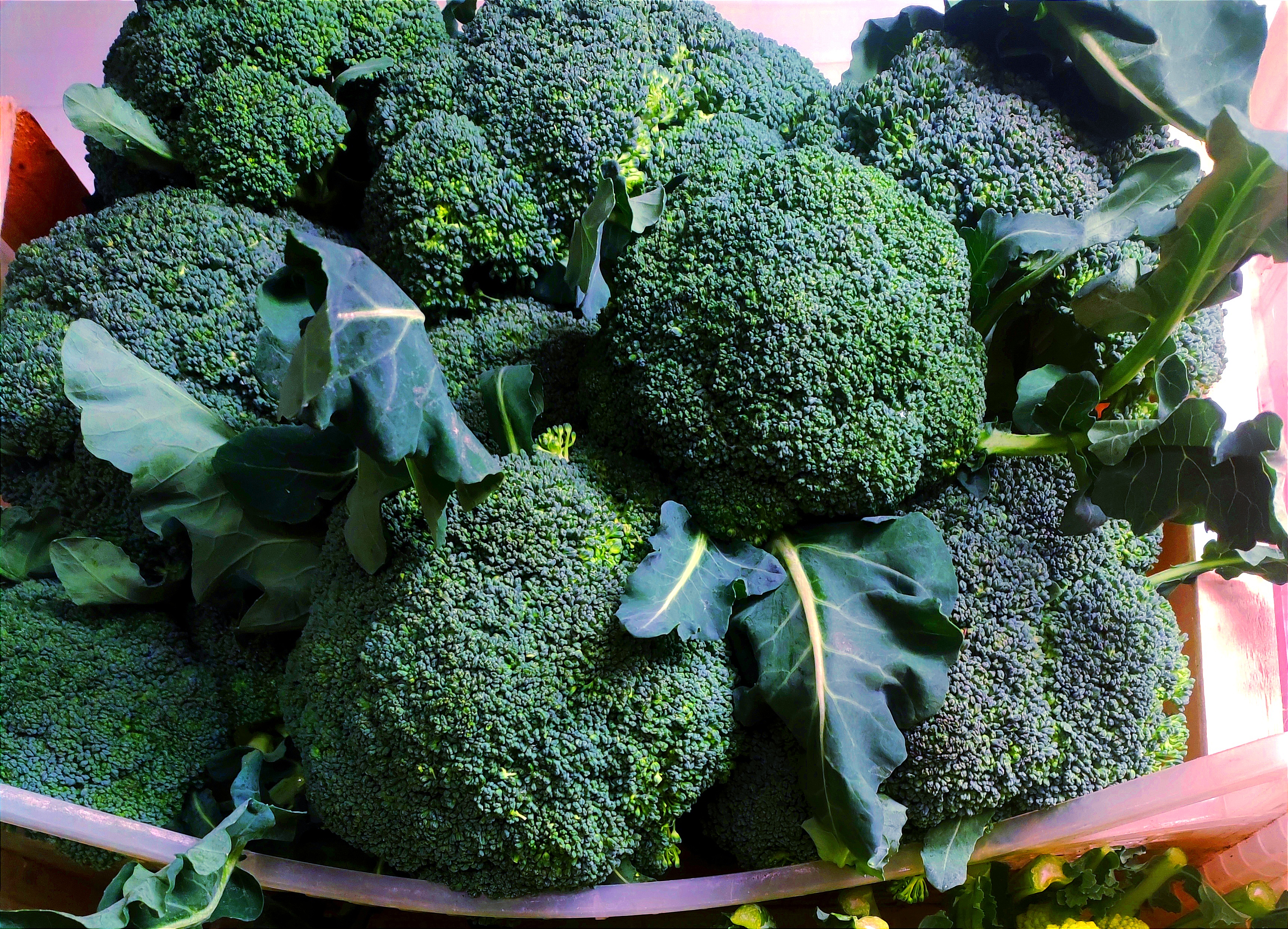 Broccoletti 3,00 al kg - per 500 gr