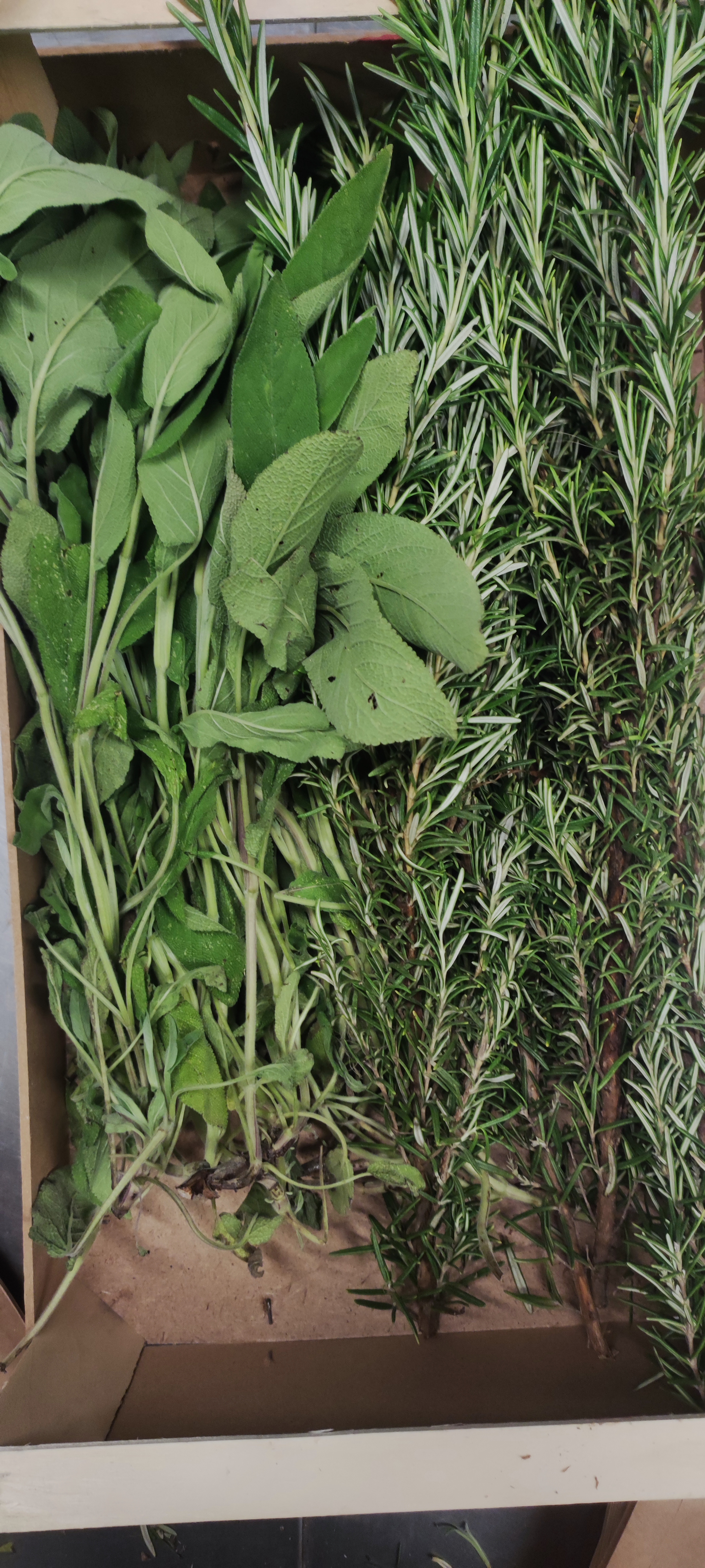  salvia e rosmarino € 1,30 al mazzetto