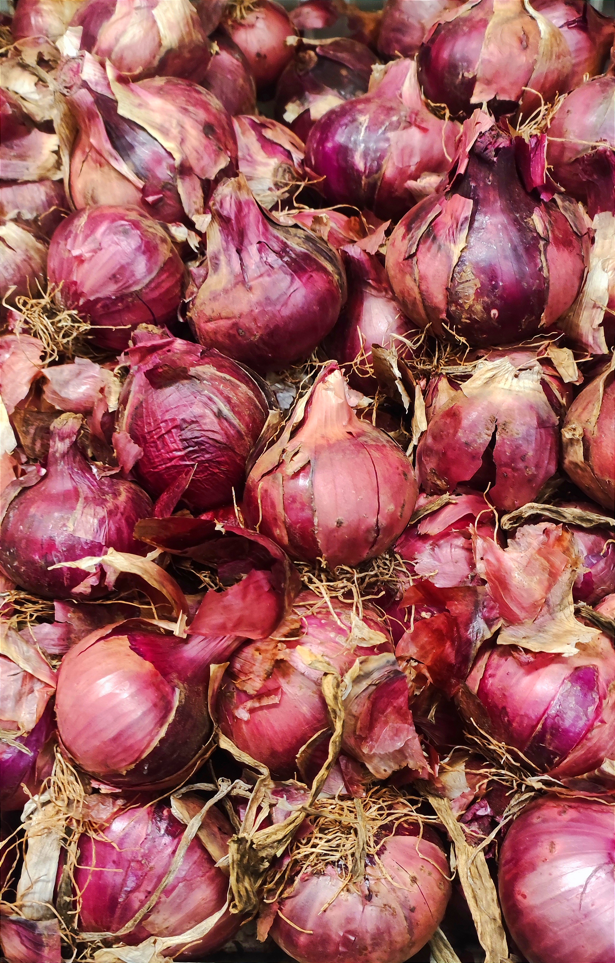 Cipolle rosse   € 2.00 al kg.   500 g 