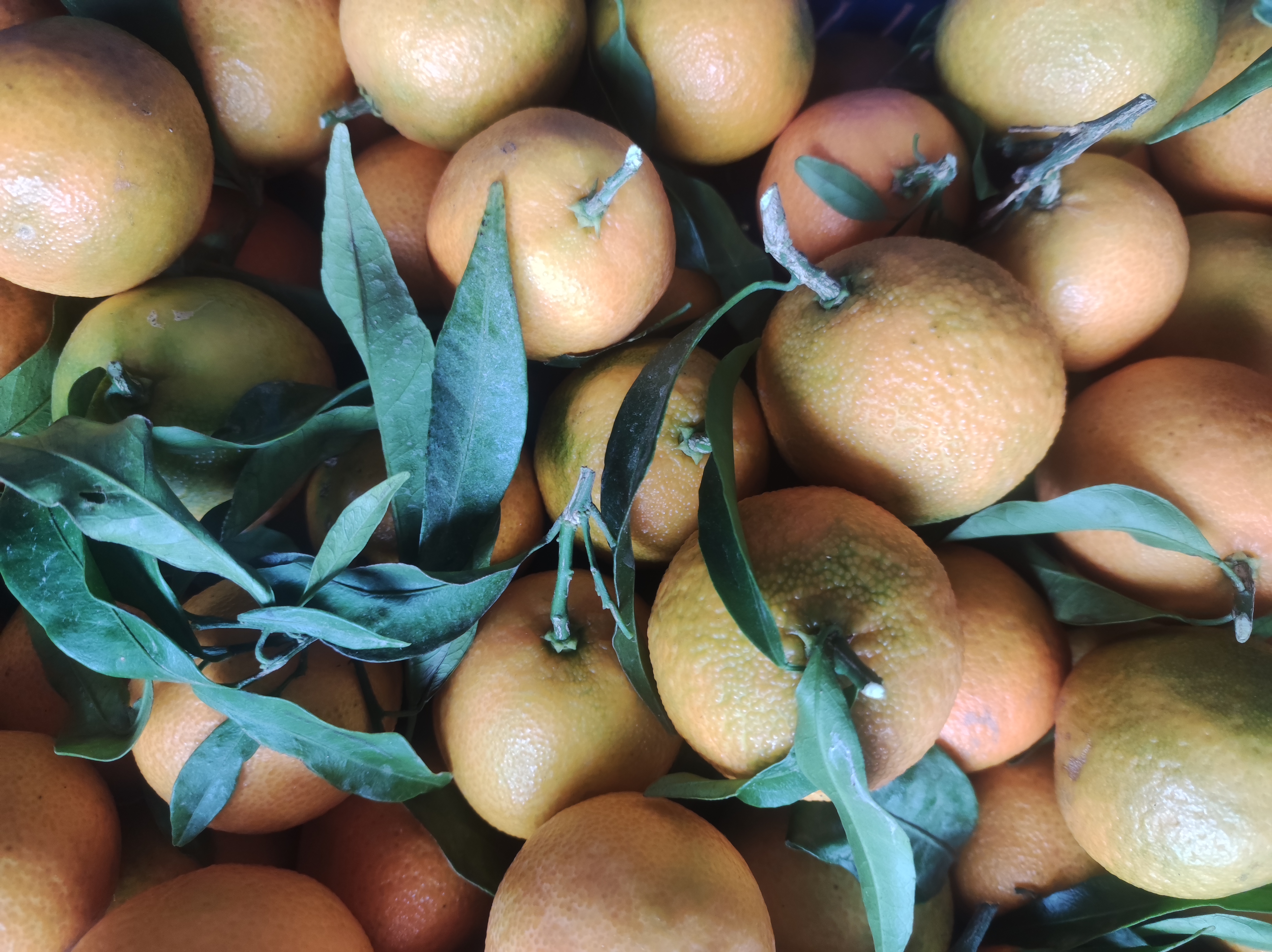 CLEMENTINE DI PALAGIANO 2.90 al kg 500 g