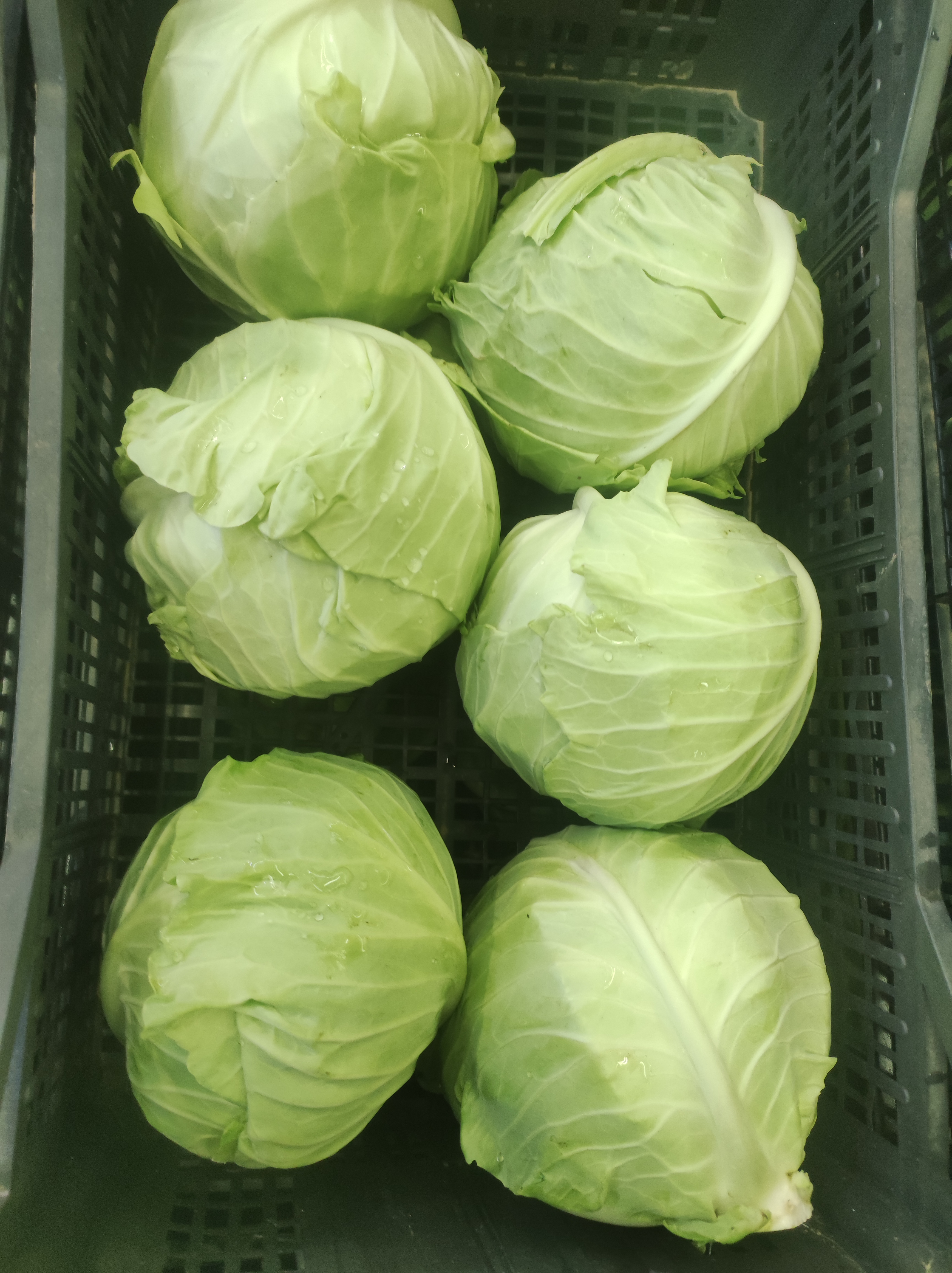 cavolo cappuccio tondo 1.90 al kg