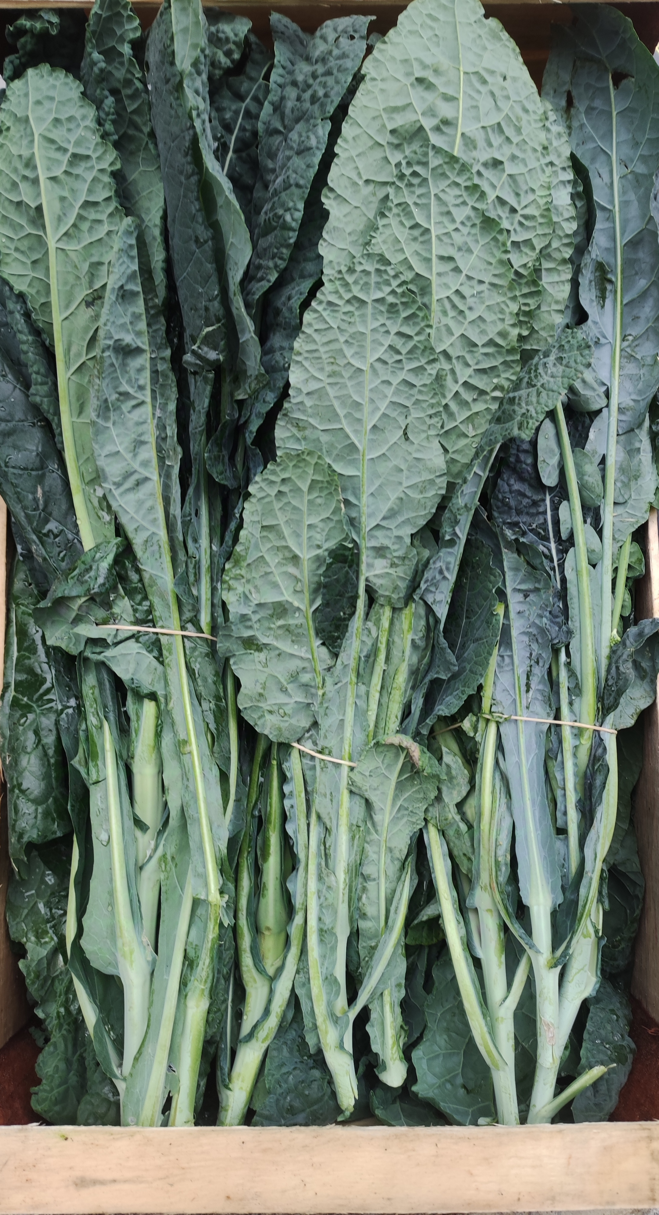 Cavolo nero 4.90 al kg, Mazzetti da circa 400 g -  500 g.
