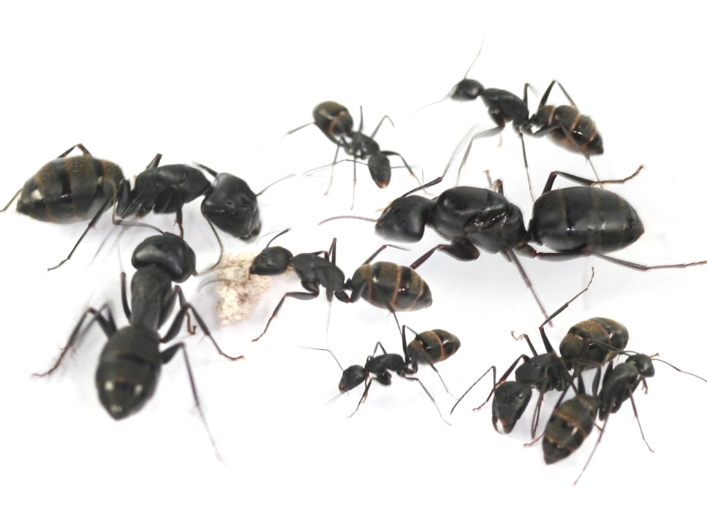 Camponotus Japonicus (Kiến thợ mộc Nhật bản) | Hiển Kiến