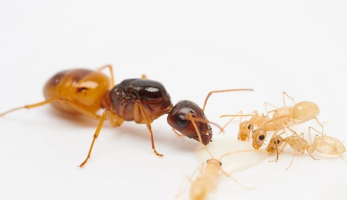 Camponotus Fedtschenkoi  | Hiển Kiến