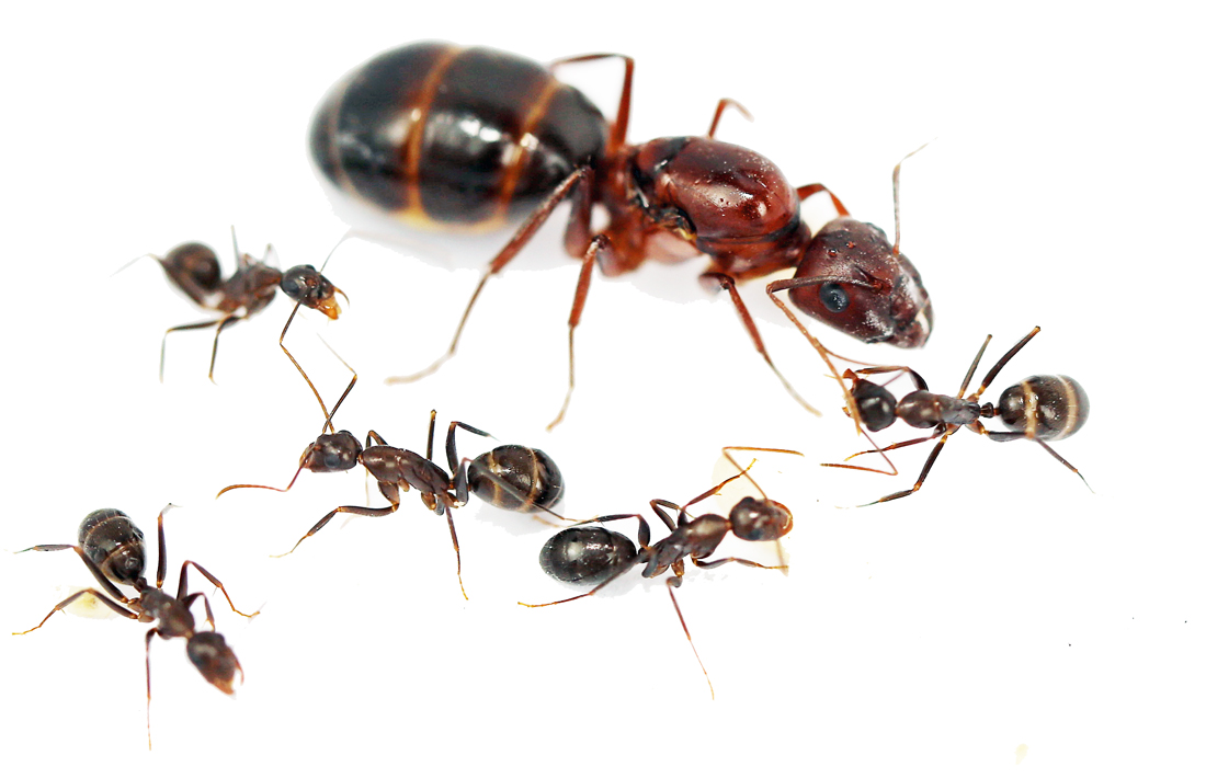 Camponotus turkestanus (Tuk đỏ) | Hiển Kiến