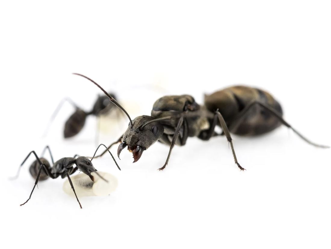 Camponotus Parius (Kiến thợ mộc ) | Hiển Kiến
