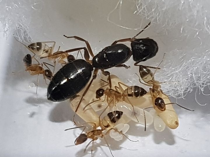 Camponotus Albosparsus (Kiến thợ mộc )| Hiển Kiến