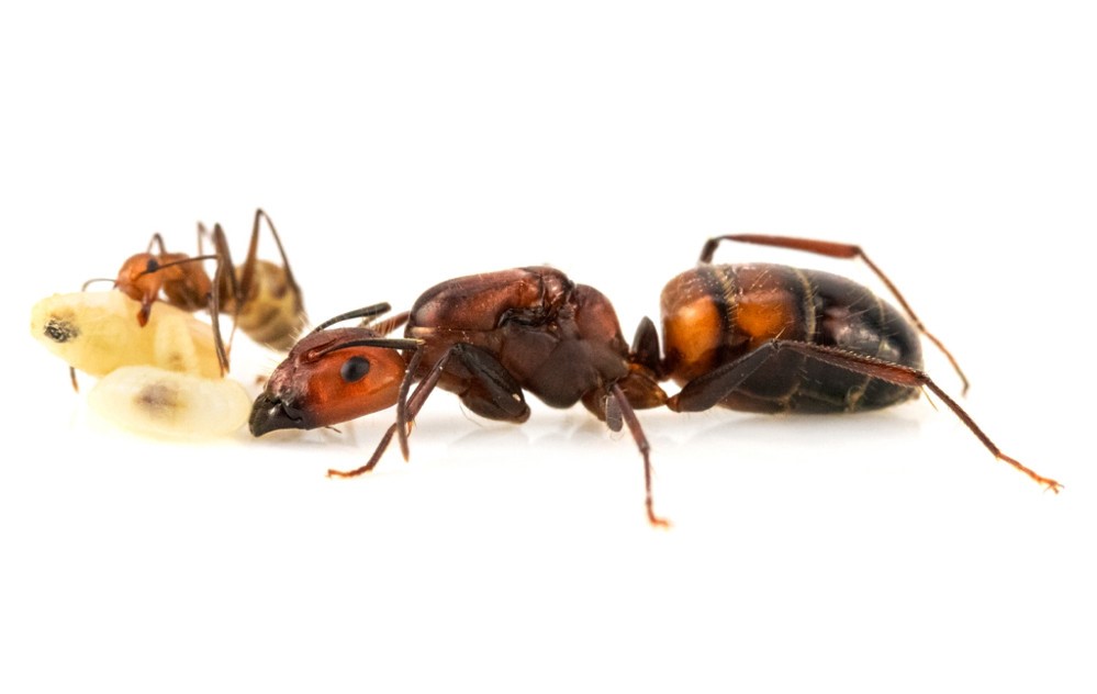 Camponotus Nicobarensis (Kiến thợ mộc ) | Hiển Kiến