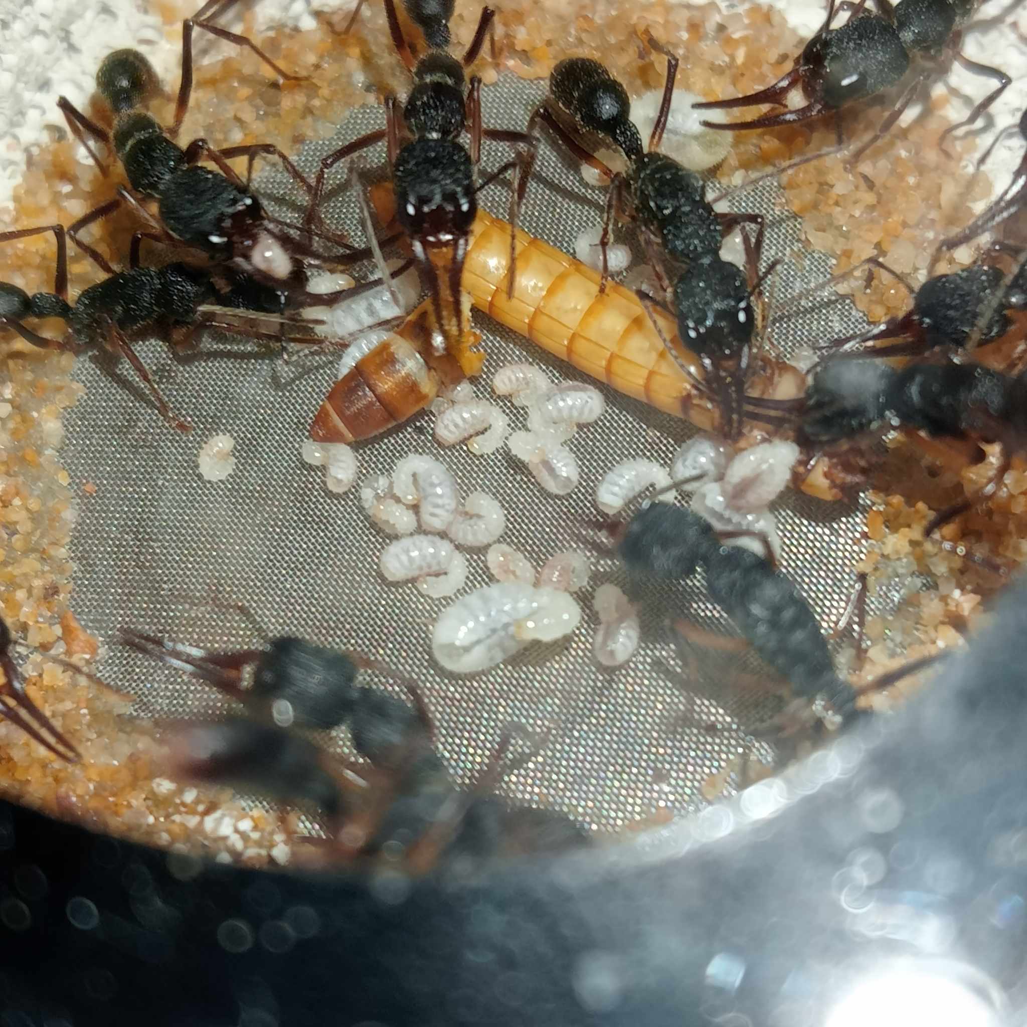 Harpegnathos venator (HV)  | Hiển Kiến