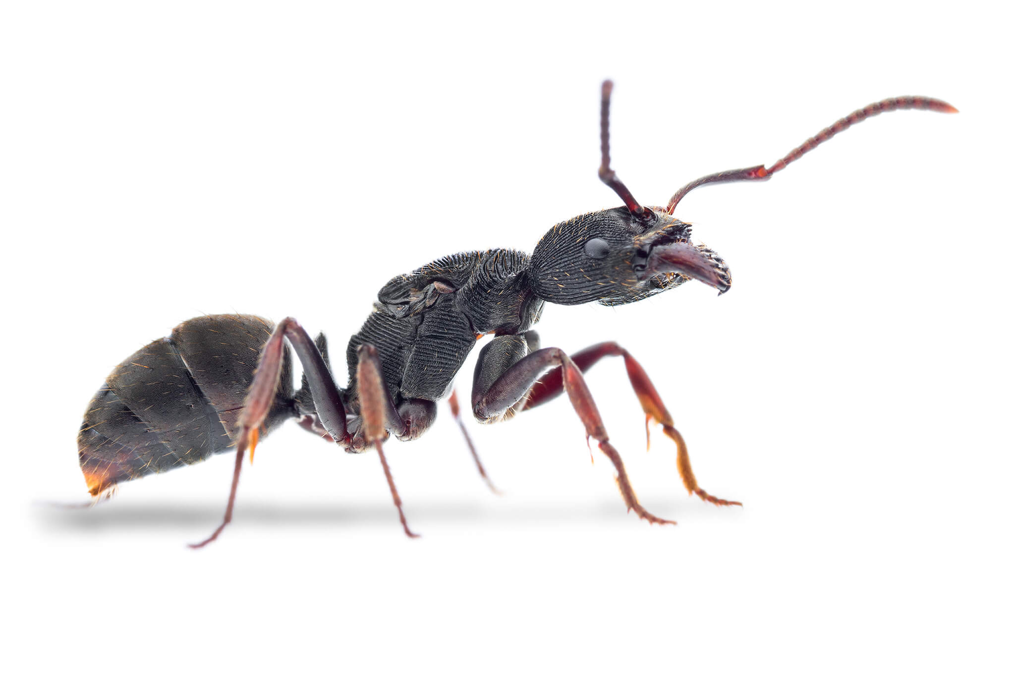 Odontoponera transversa (Trans) | Hiển Kiến