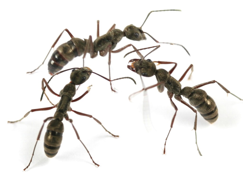 Diacamma rugosum (Dia) | Hiển Kiến