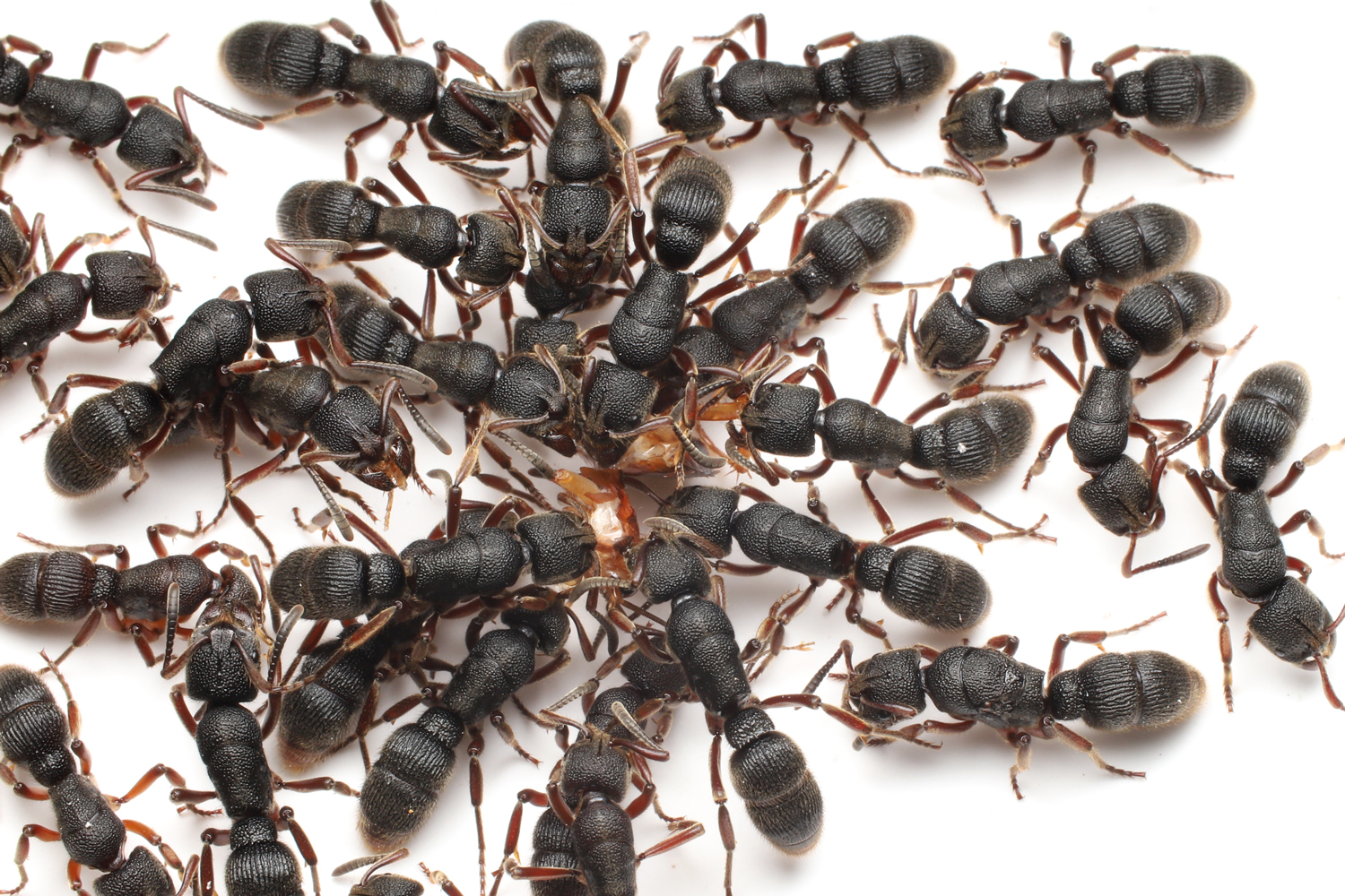 Pseudoneoponera rufipes (Rufi) | Hiển Kiến