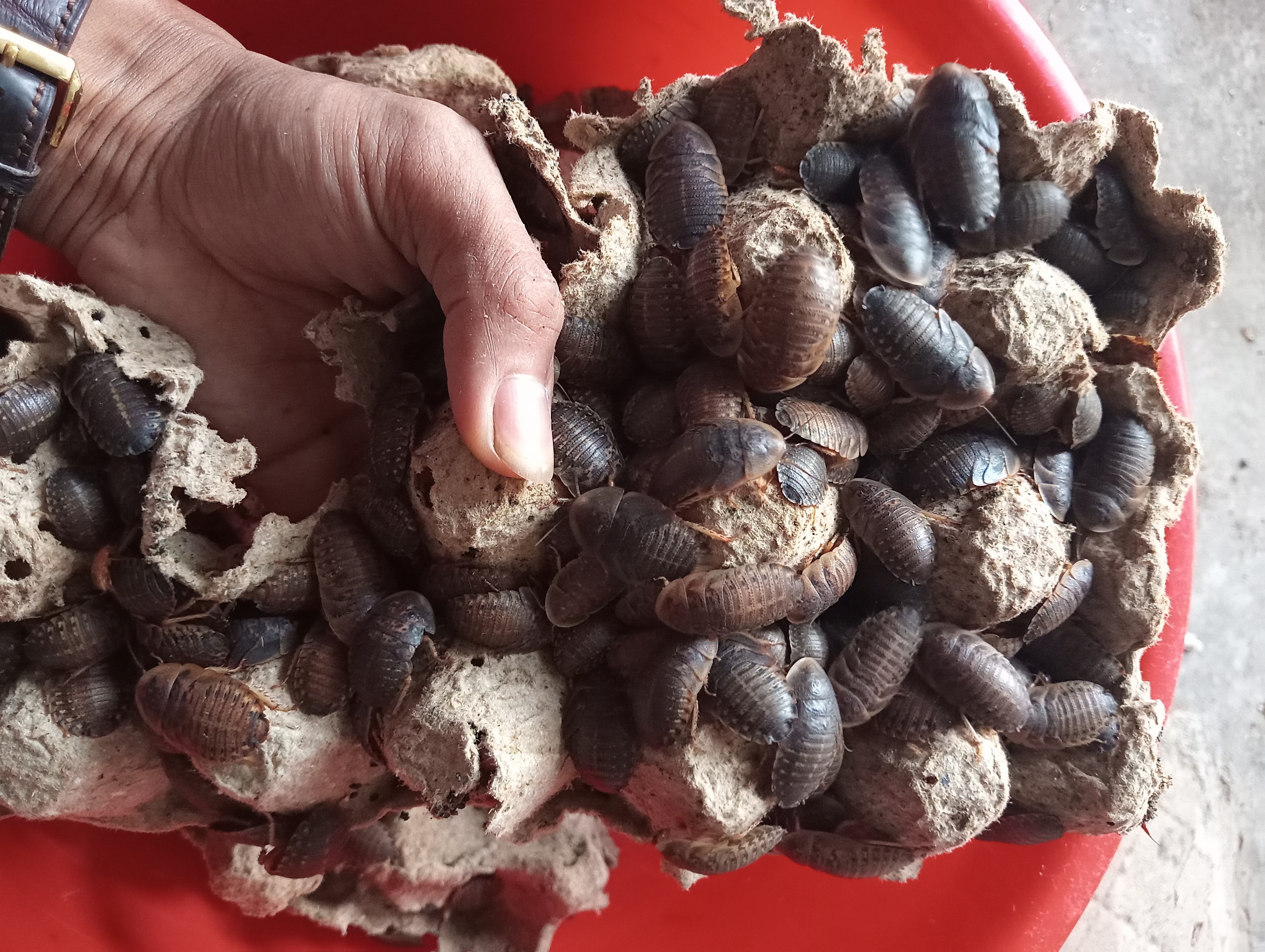 Gián Dubia | Hiển Kiến