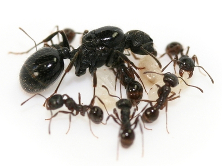 Messor Aciculatus (Kiến ăn hạt) | Hiển Kiến