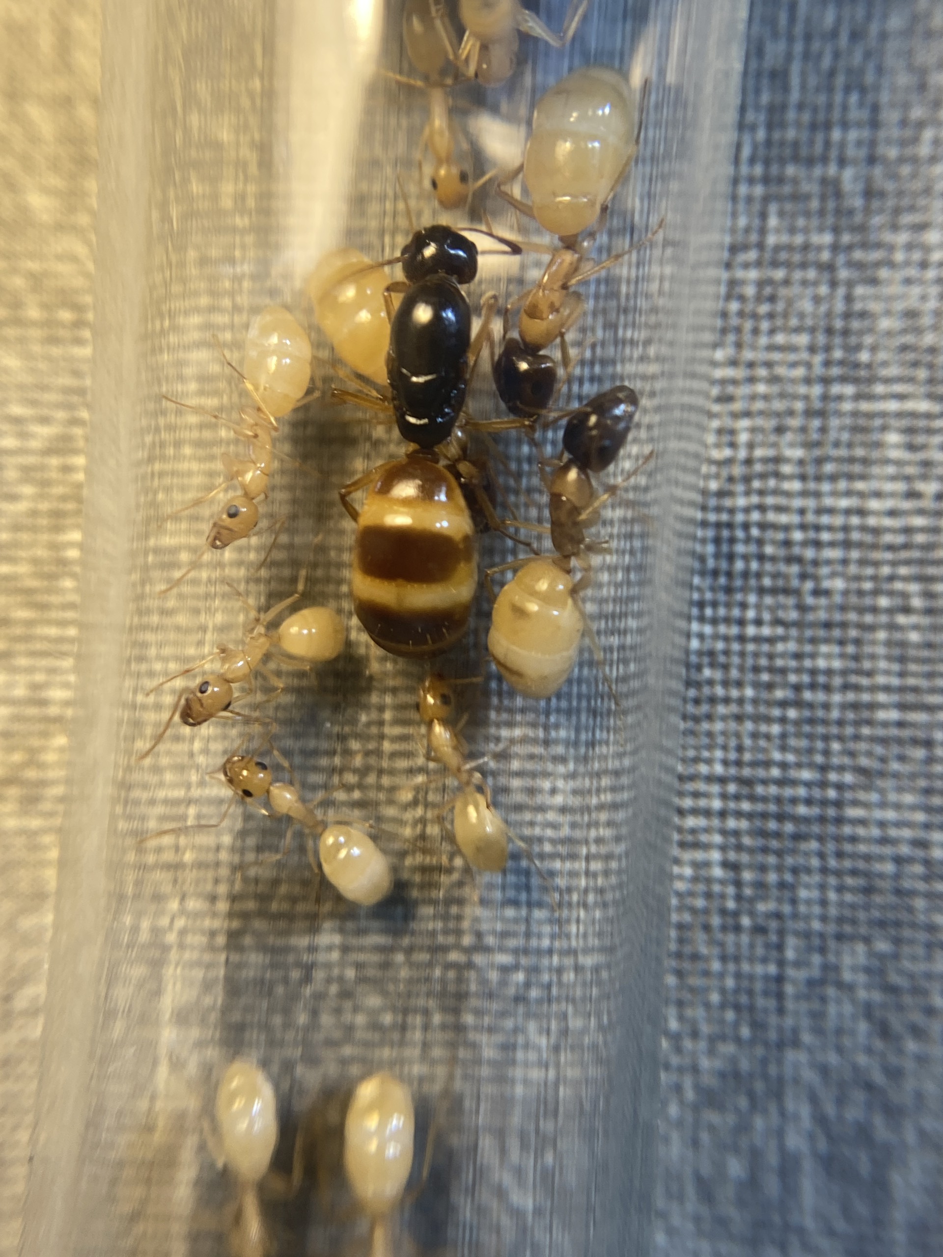 Camponotus Fedtschenkoi (Fed bụng vằn) | Hiển Kiến