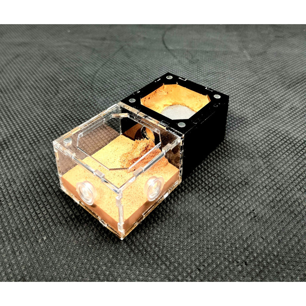 Tank dưỡng queen, tank mini TKVN