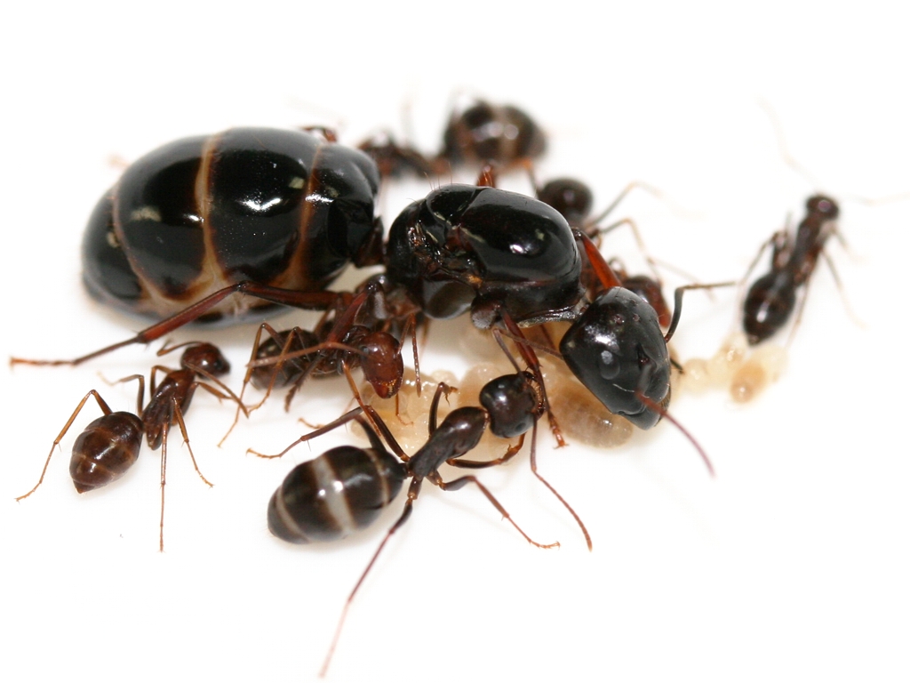Camponotus Largiceps (Kiến thợ mộc ) | Hiển Kiến