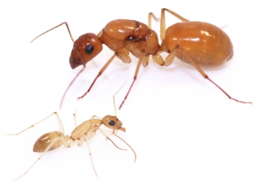 Camponotus Turkestanus Orange (Tuk Cam) | Hiển Kiến