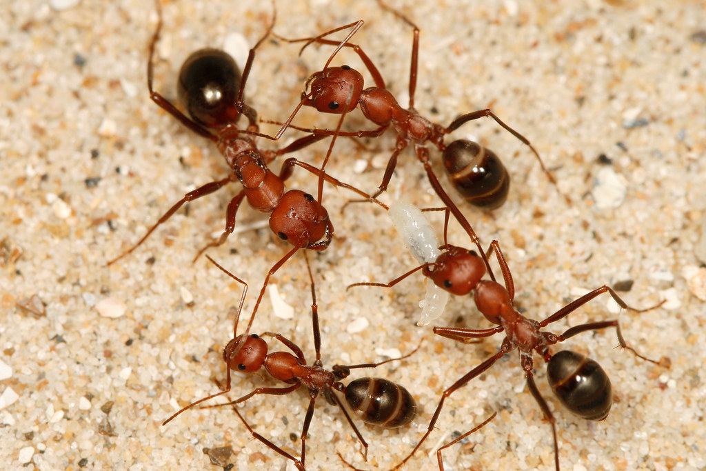 Cataglyphis Velox | Hiển Kiến