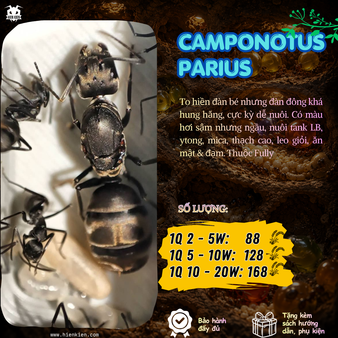 Camponotus Parius (Kiến thợ mộc ) | Hiển Kiến