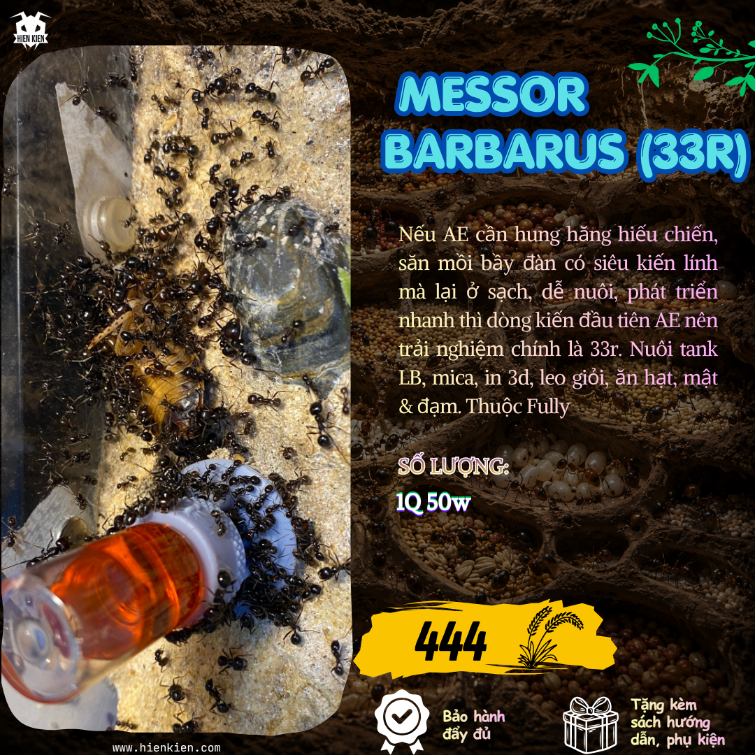 Messor Barbarus (Hung hăng Hiếu Chiến) | Hiển Kiến