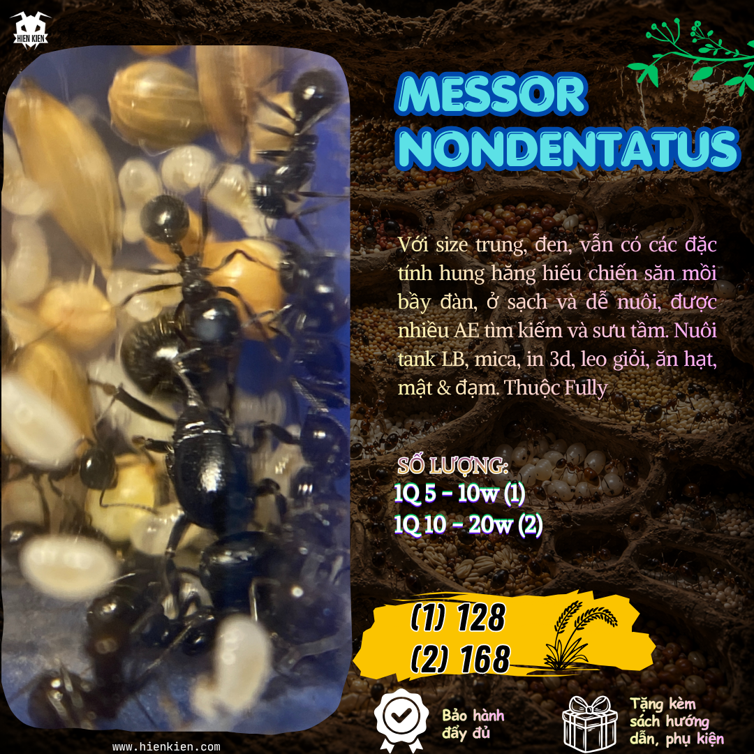 Messor Nondentatus (Kiến ăn hạt) | Hiển Kiến