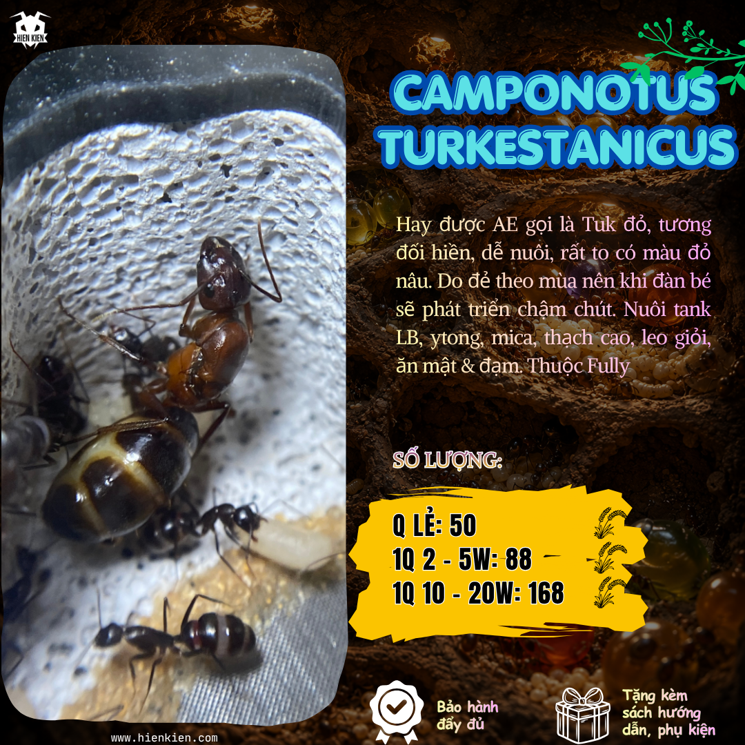Camponotus turkestanicus (Tuk đỏ) | Hiển Kiến