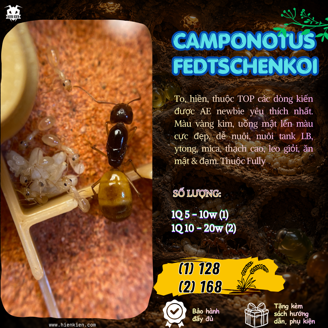 Camponotus Fedtschenkoi  | Hiển Kiến