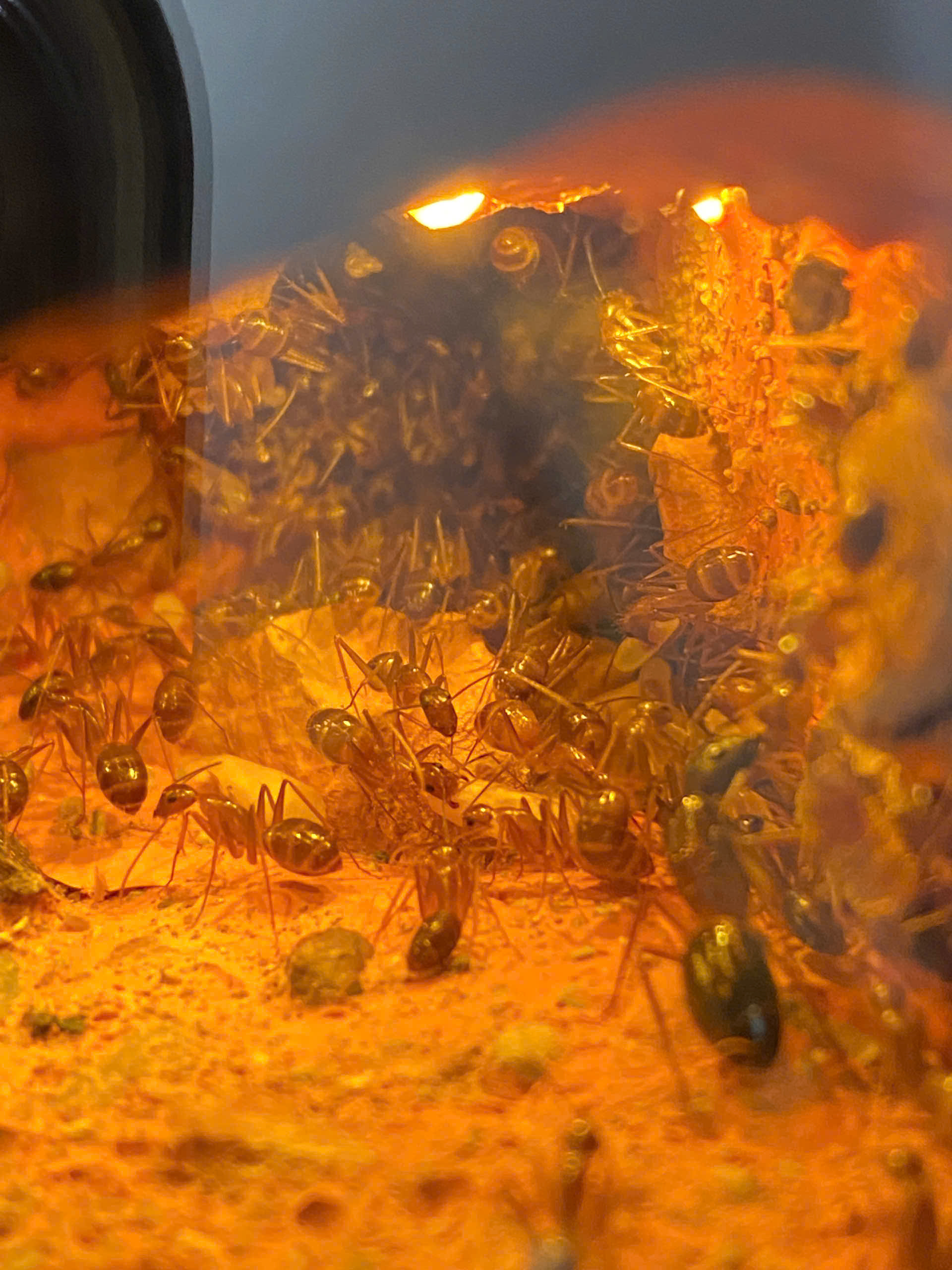 Camponotus irritans (Kiến thợ mộc ) | Hiển Kiến