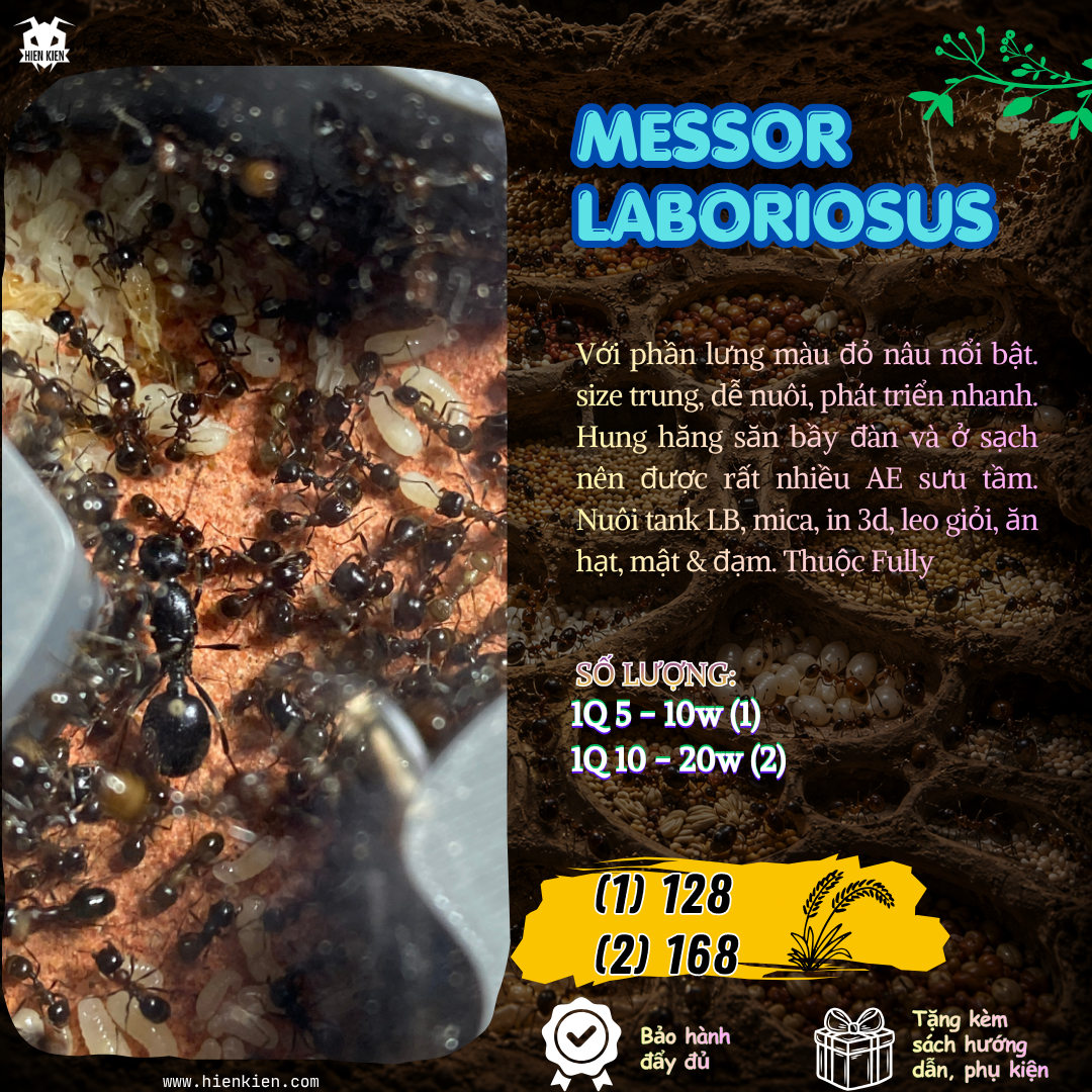 Messor Laboriosus (Hung Hăng - Hiếu Chiến) | Hiển Kiến