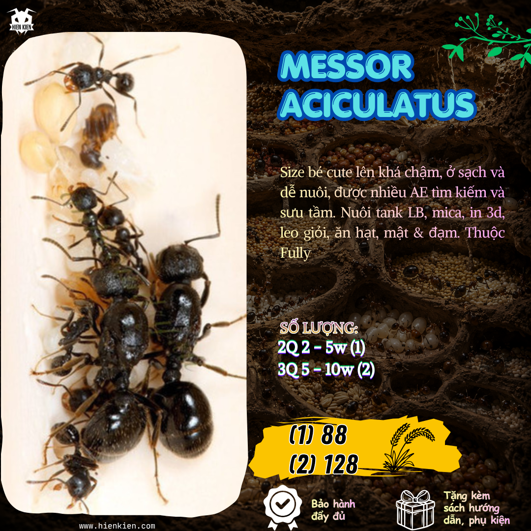 Messor Aciculatus (Kiến ăn hạt) | Hiển Kiến