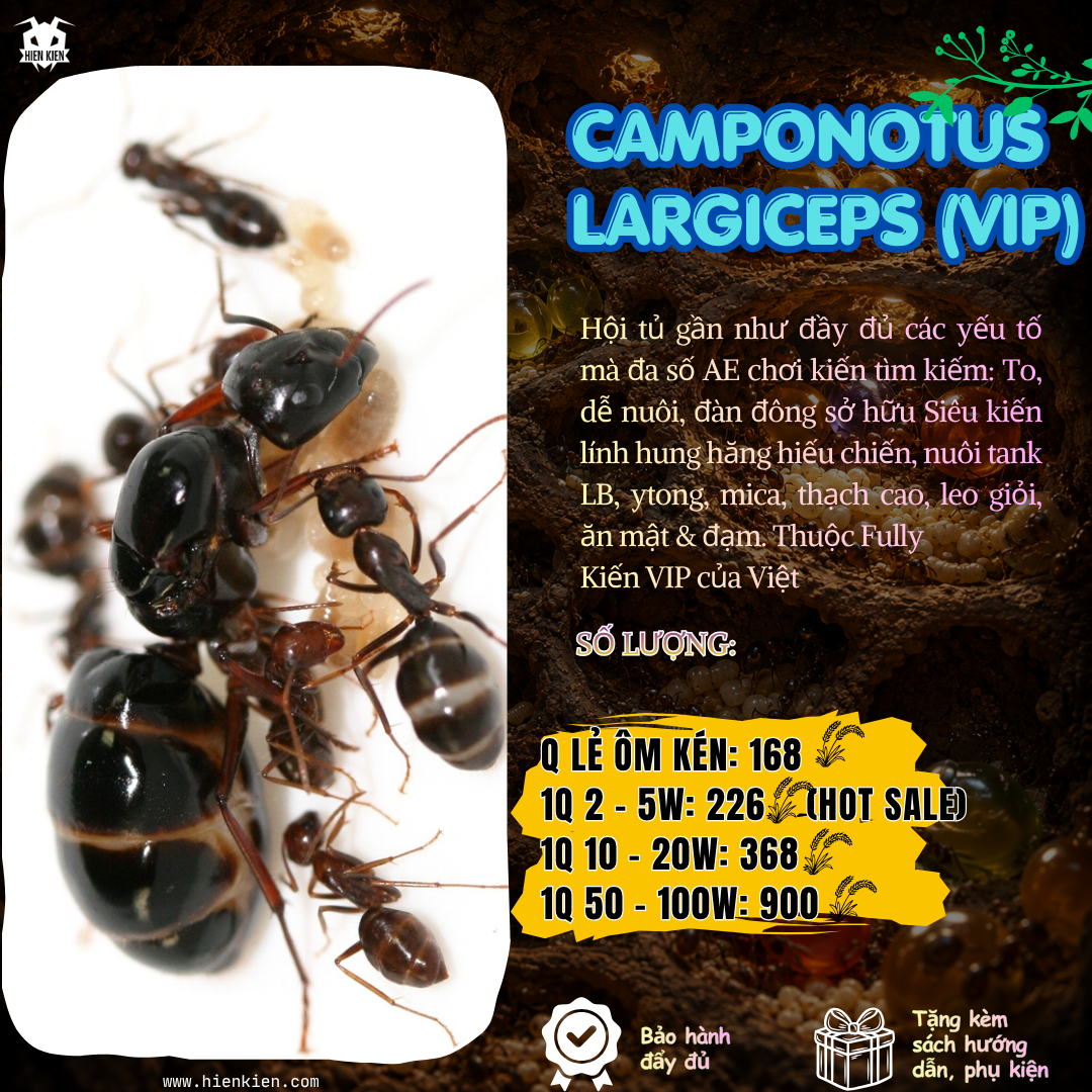 Camponotus Largiceps (Kiến thợ mộc ) | Hiển Kiến